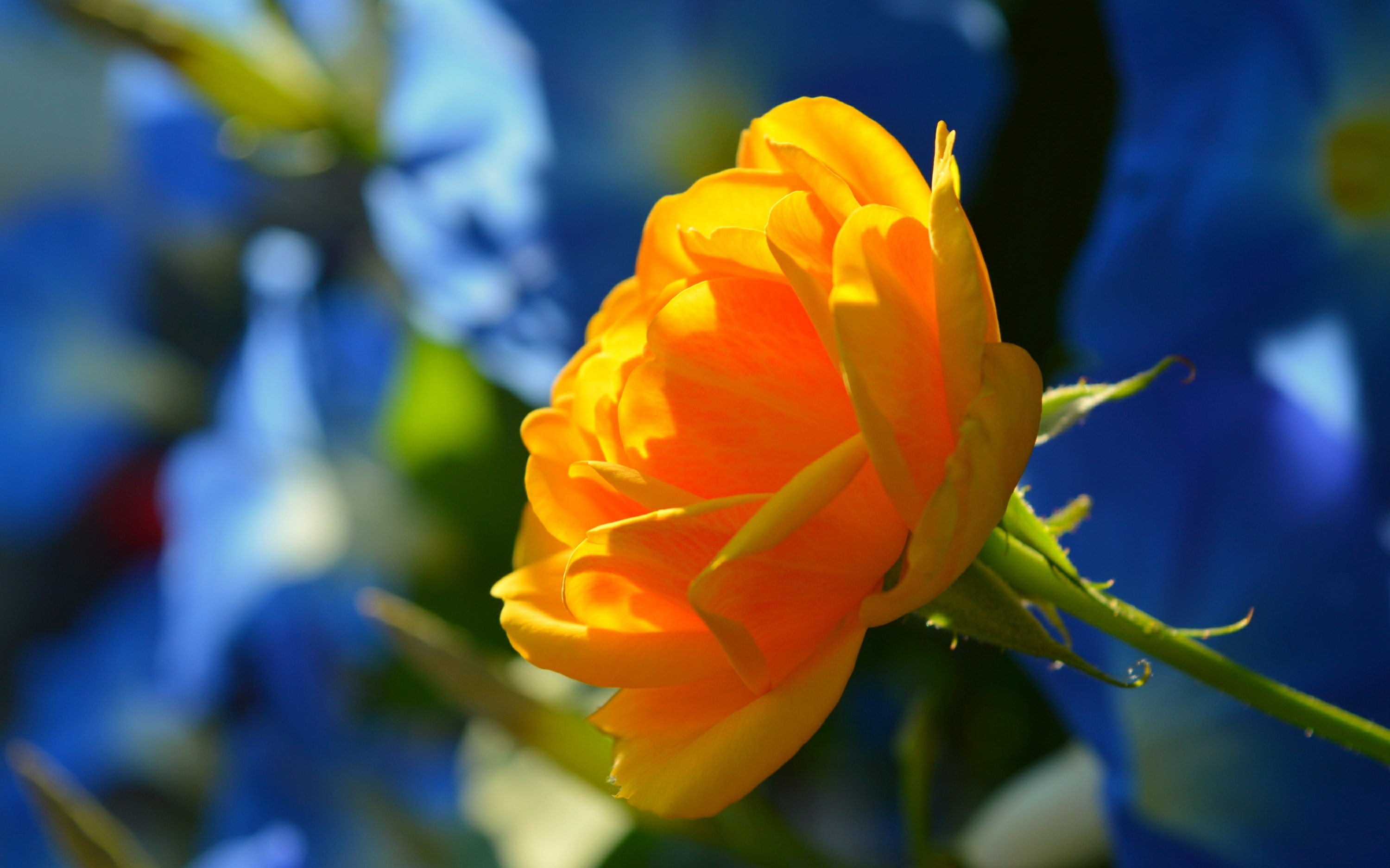Flower, Boke, Bokeh, 2K, Yellow rose, HD Wallpaper