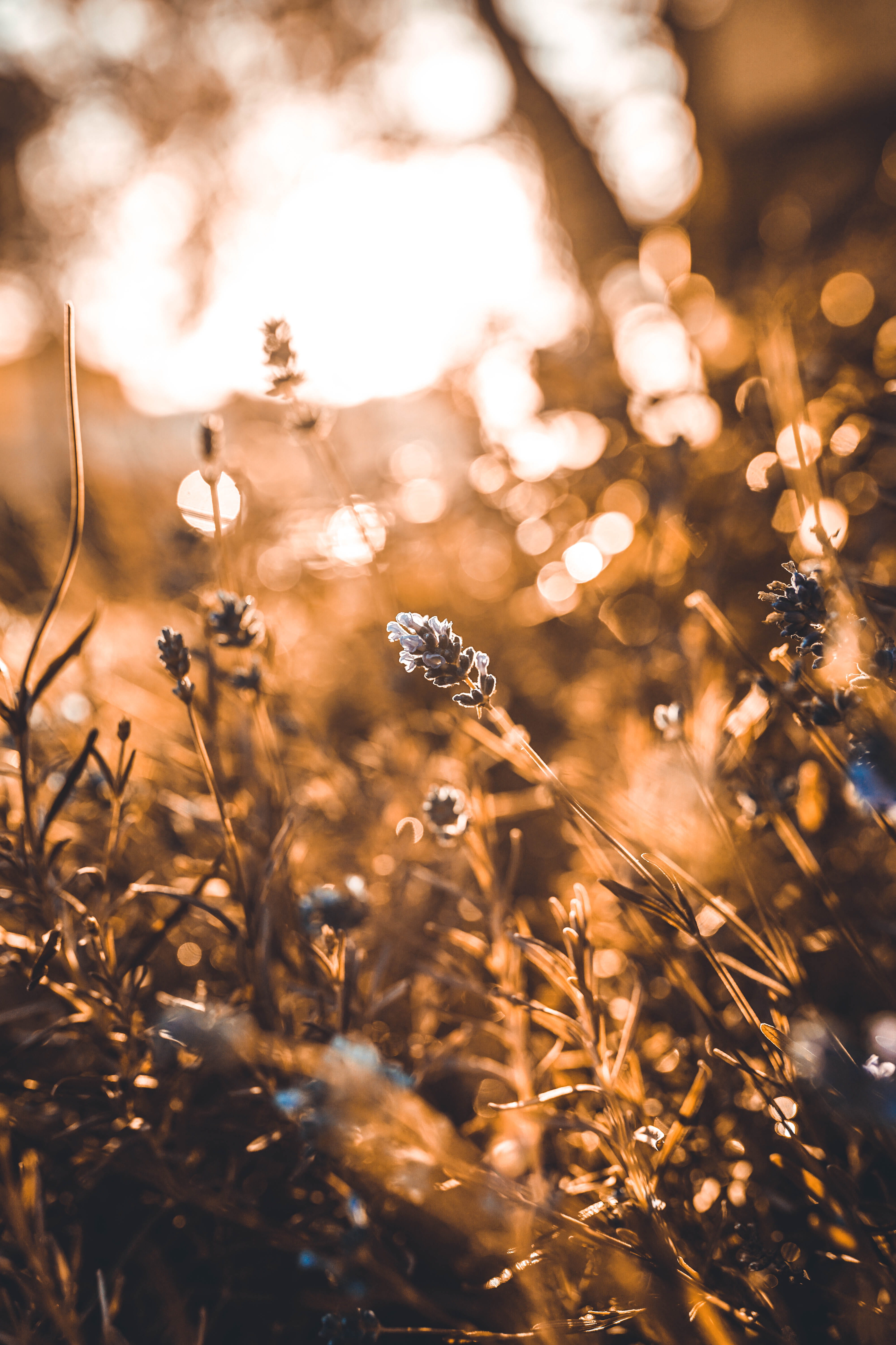 gold colored, grass, nature, tranquility, selective focus, sunlight, outdoors, cereal plant, dry, 5K, sunset, close-up, land, no people, flowers, day, Phone HD Wallpaper