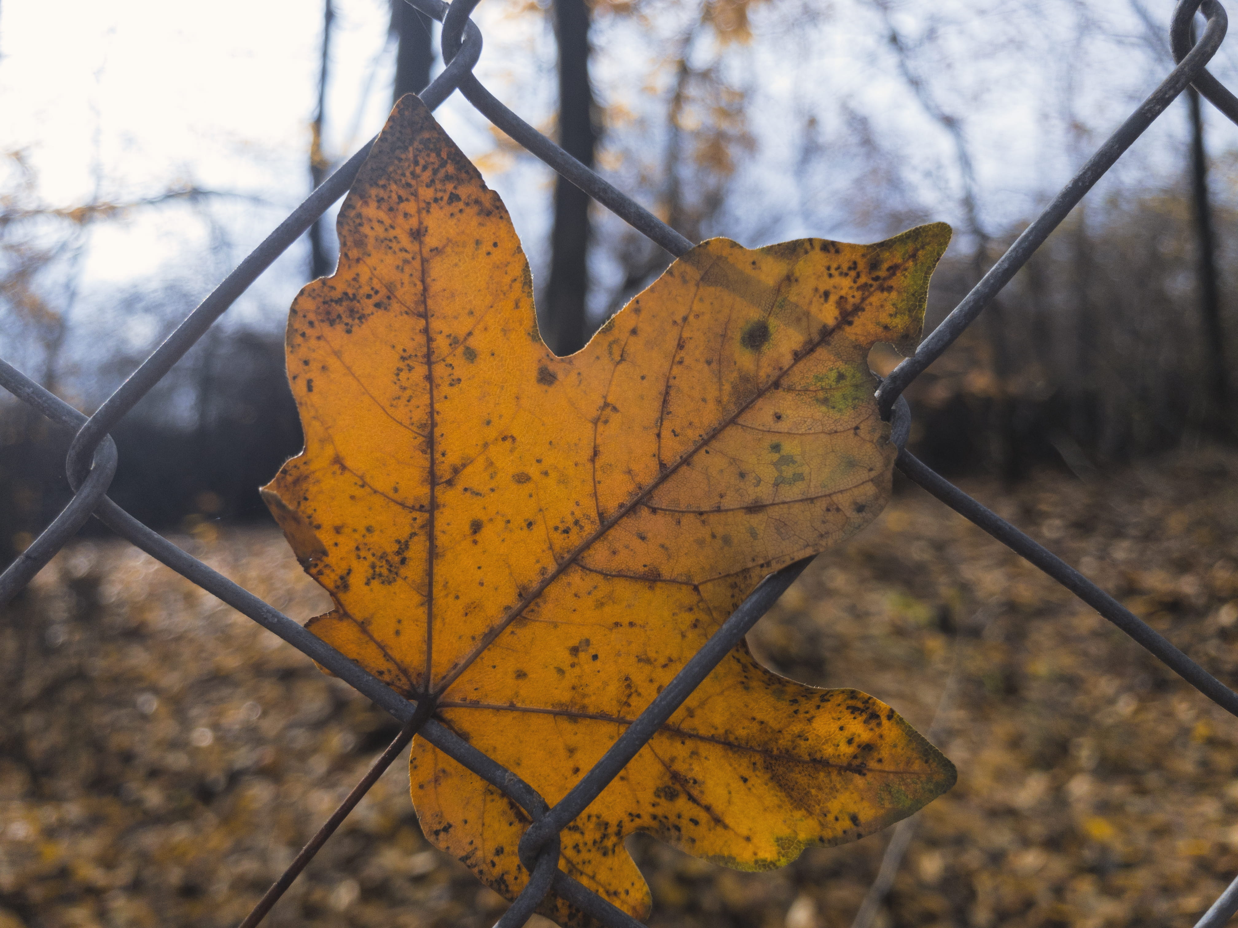 day, dry, branch, yellow, fall, metal, close-up, beauty in nature, plant part, nature, 4K, leaves, fance, daylight, leaf, trees, no people, change, plant, HD Wallpaper