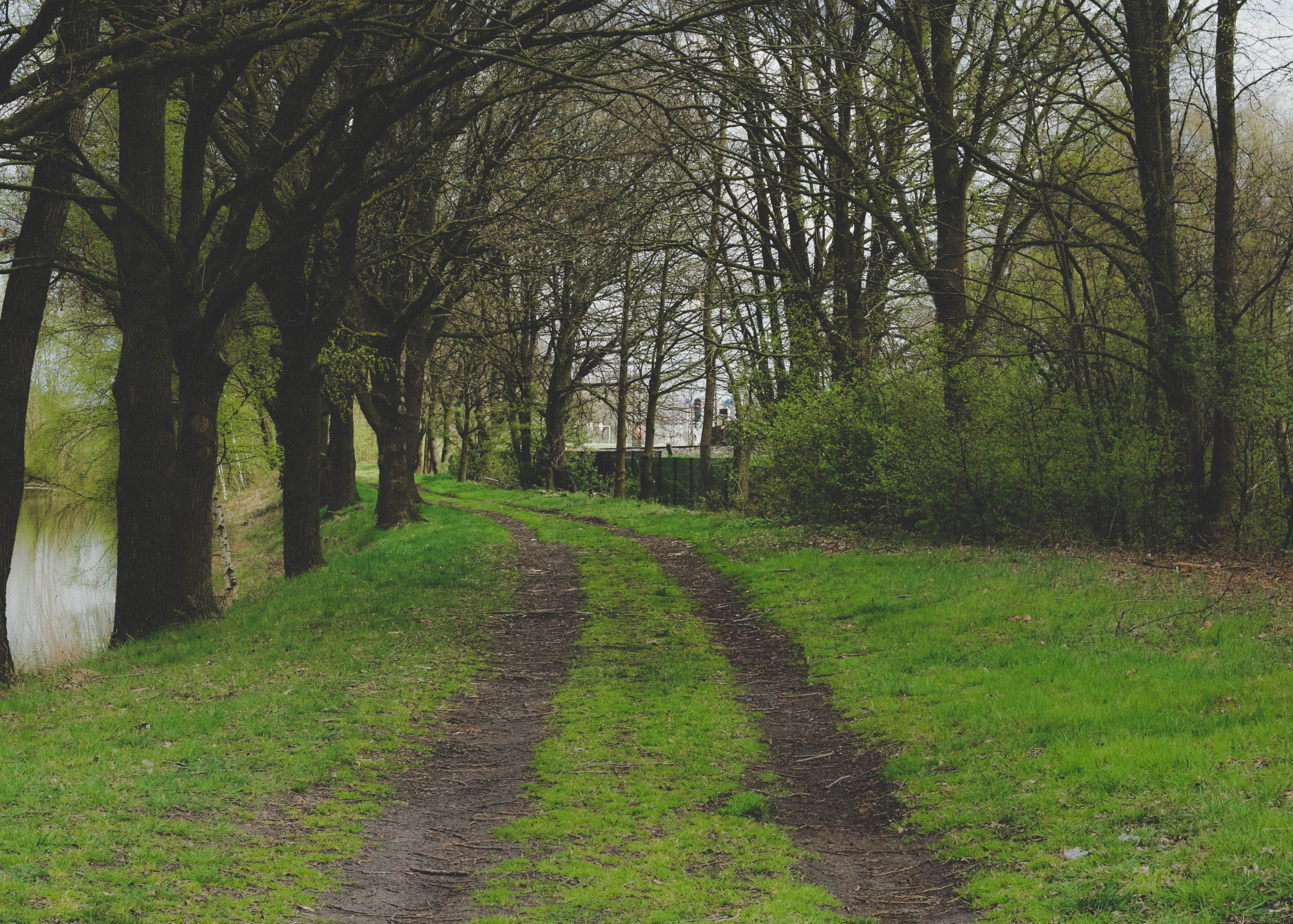 beauty in nature, lake, road, faded, corner, scenics - nature, green, water, forest, outdoor, land, walkpath, direction, fir, tree, the way forward, path, HD Wallpaper
