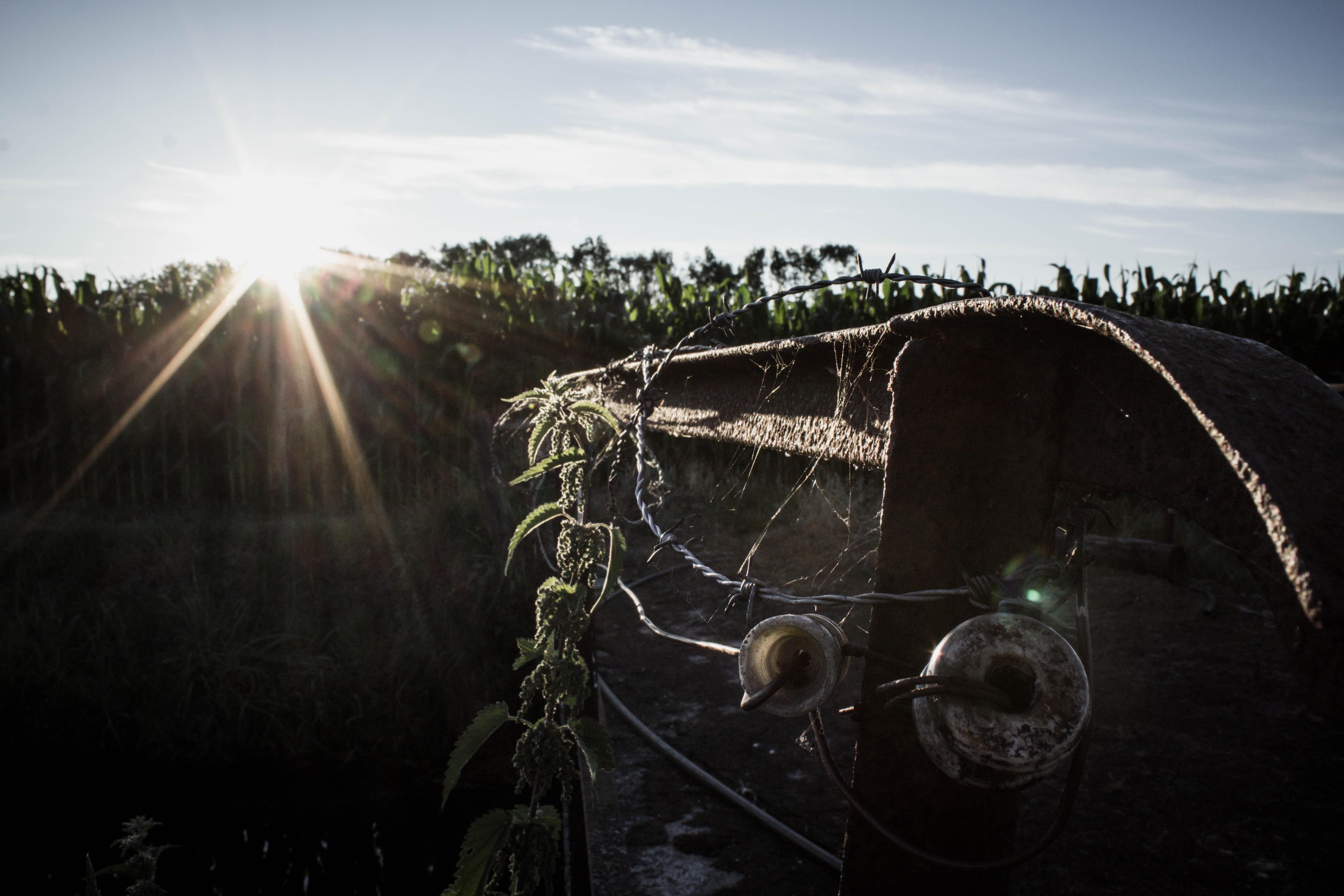 sunny, barbed, wired, corn, animal, story, distant, land, nature, sunrise, mood, outdoors, tree, wood, no people, barbed wire, 4K, cloud - sky, tranquility, HD Wallpaper