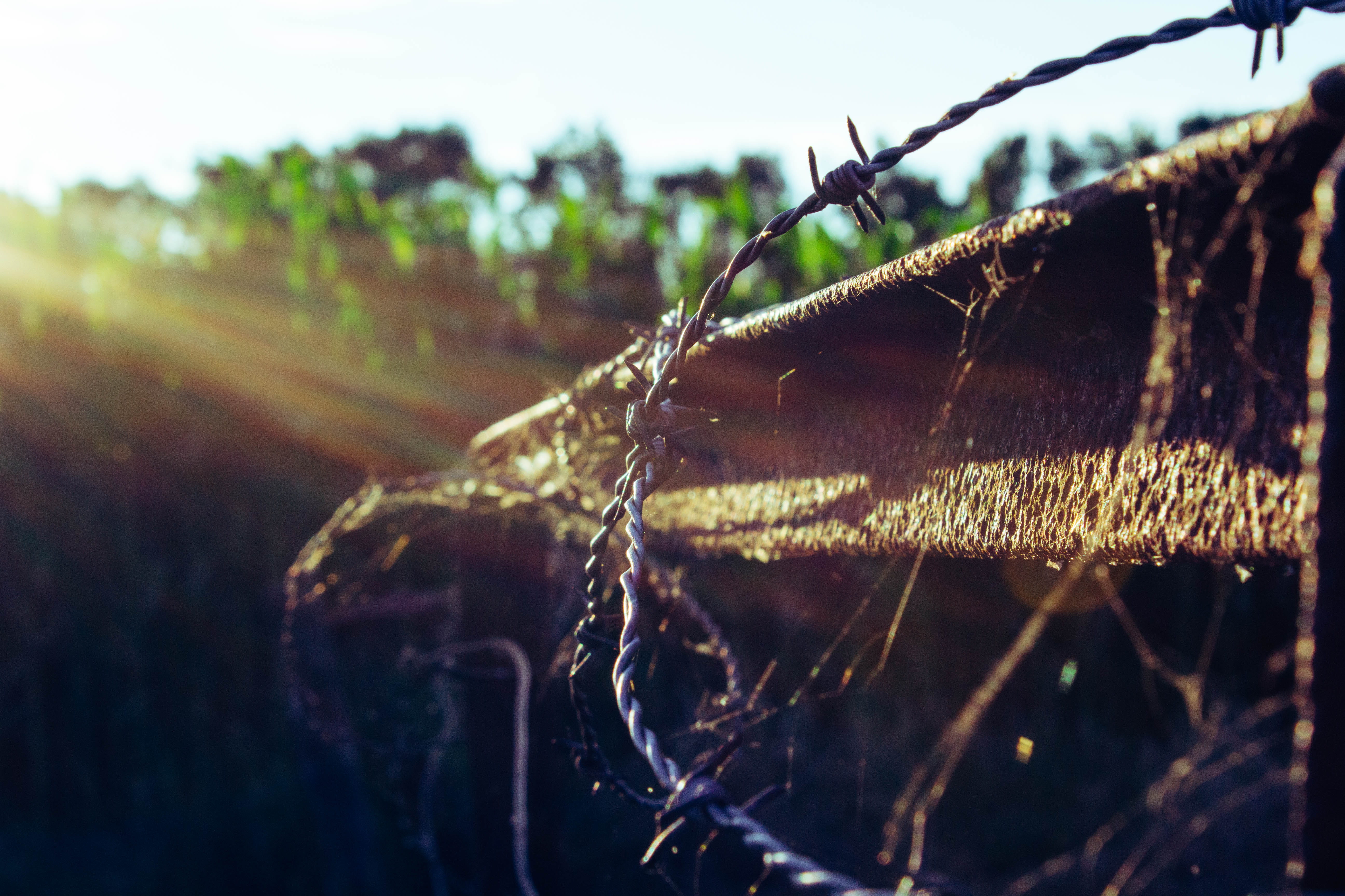 bush, sunny, grey, wire, beauty in nature, barbed wire, bridge, barrier, sunlight, spider web, tree, boundary, sunset, dark, nature, day, mood, barbwire, HD Wallpaper