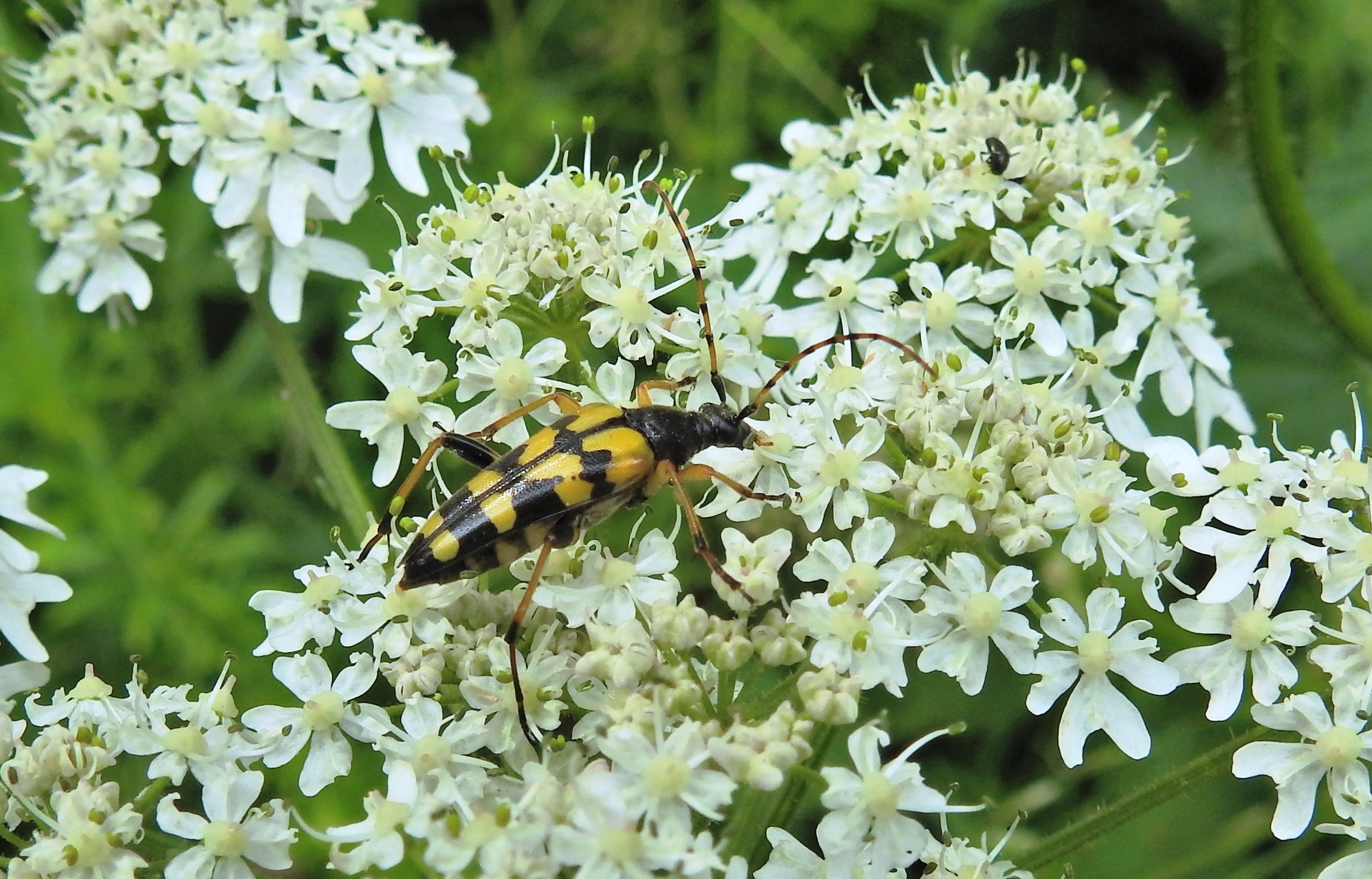 elytron, macro, four of cohesive, flower head, pollen, beetle, flowering plant, narrow bock, animal wildlife, animals in the wild, invertebrate, plant, HD Wallpaper