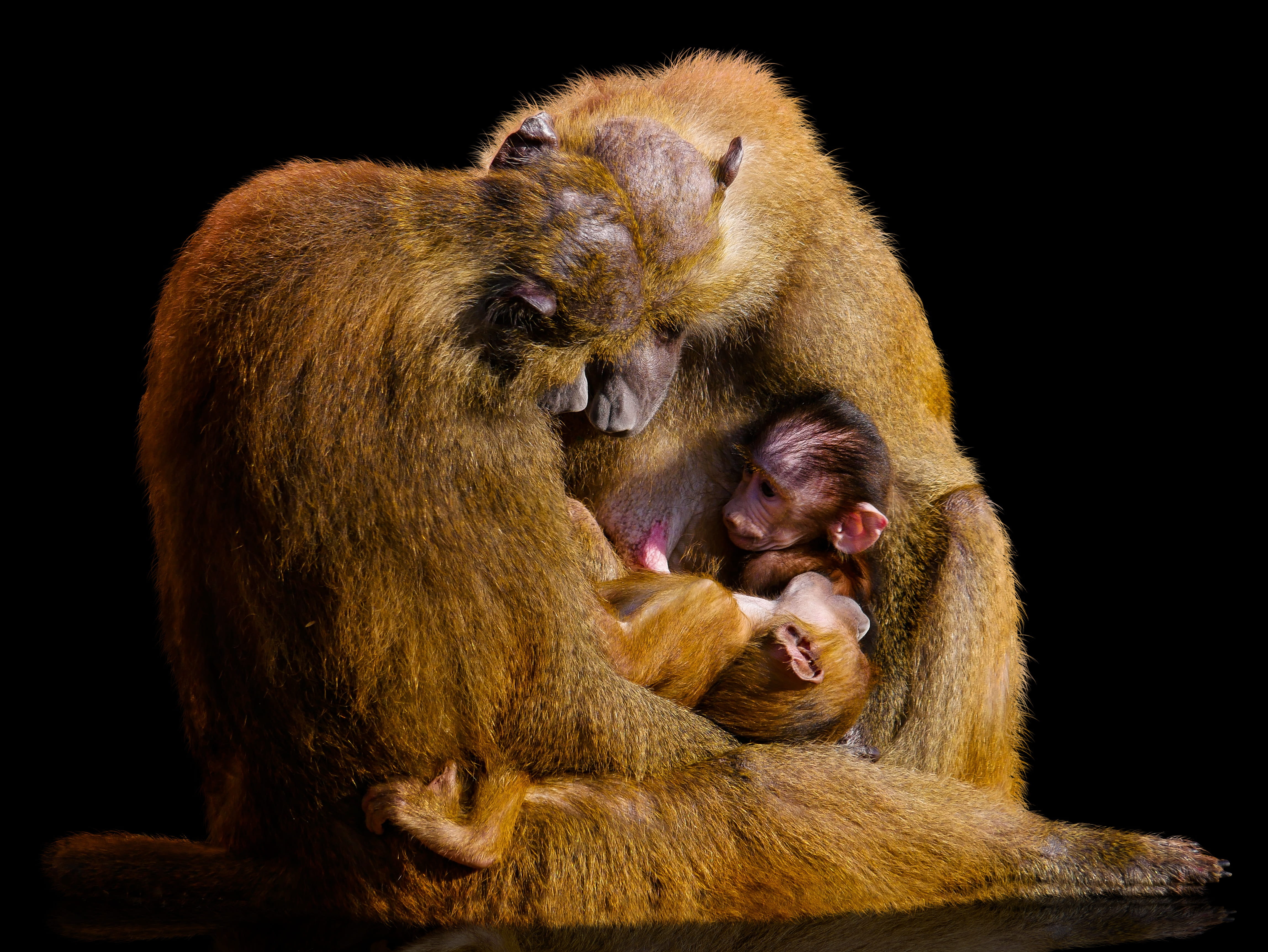 black background, animal wildlife, evolution, focus, girlfriends, break, family, animal family, two animals, mother and child, young animal, shinxpavian, HD Wallpaper