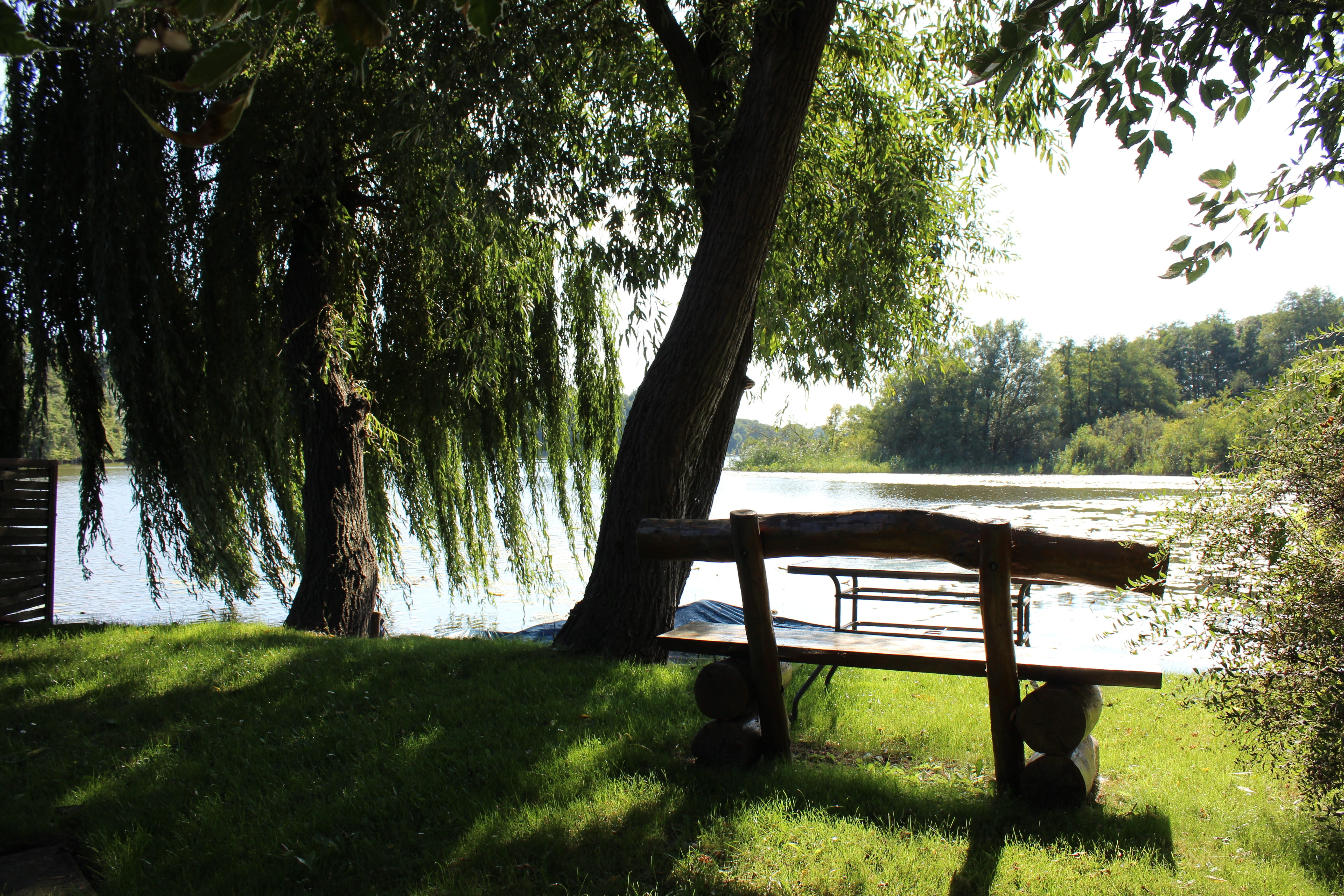 Lake, bench, leaves, green tree, cohesion, outdoors, water, park bench, no People, wood, tranquil Scene, field, tranquility, park, day, Tree, park - Man Made Space, HD Wallpaper