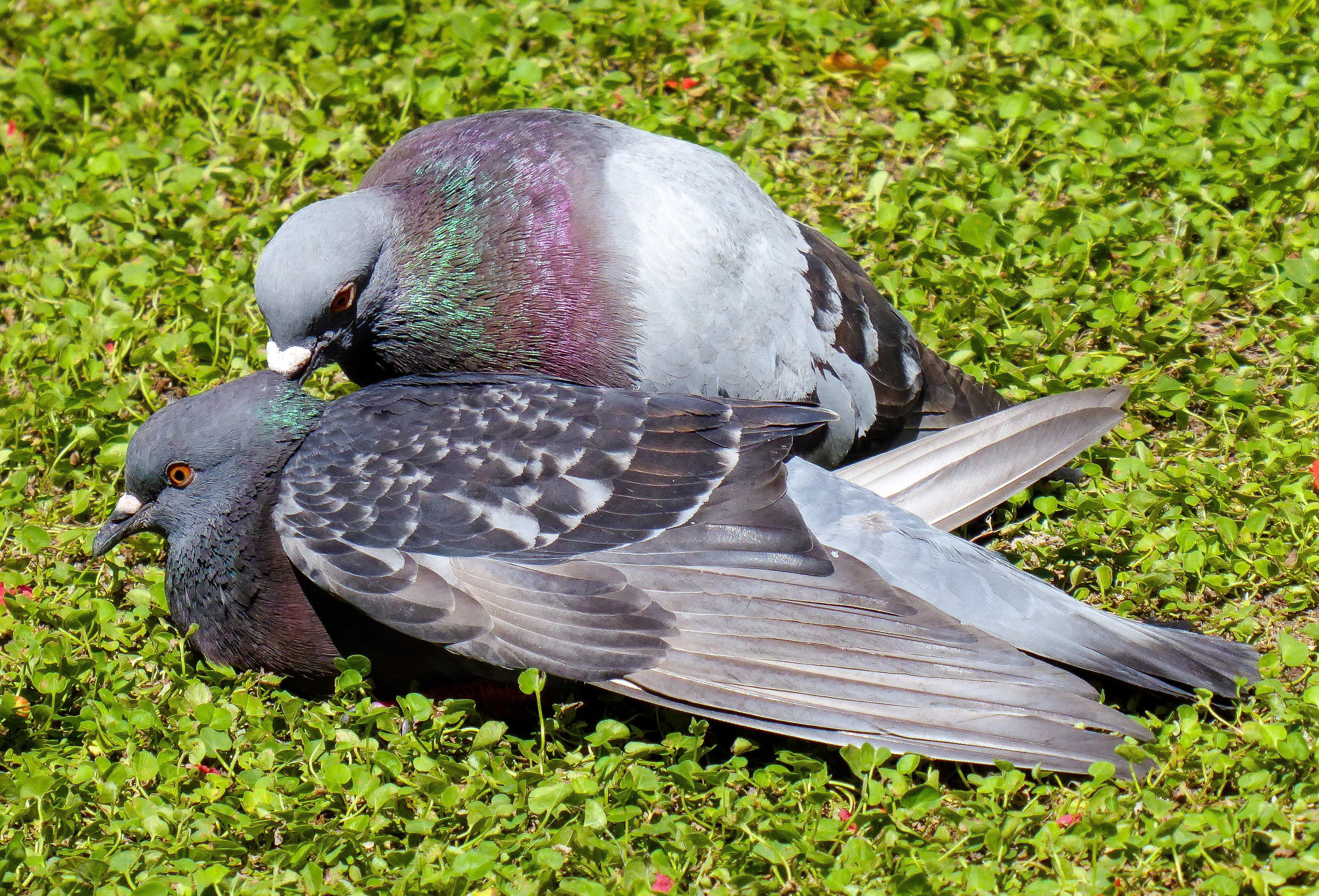 beauty in nature, day, wing, animal themes, animal, sunlight, one animal, 2K, green color, no people, dove, close-up, field, animal wildlife, pigeon, cohesion, HD Wallpaper
