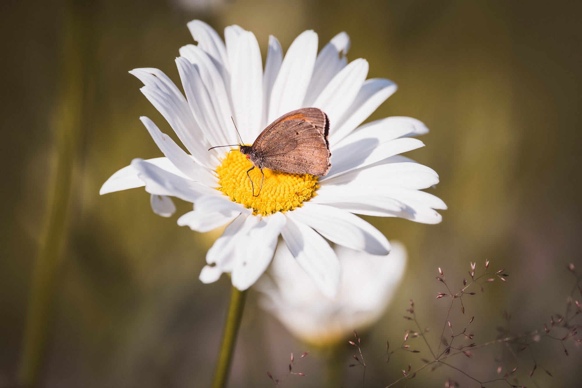 leucanthemum, marguerite, flower, close, beauty in nature, insect, animal, butterfly, 1080P, butterfly - insect, flower head, inflorescence, evening sun, HD Wallpaper