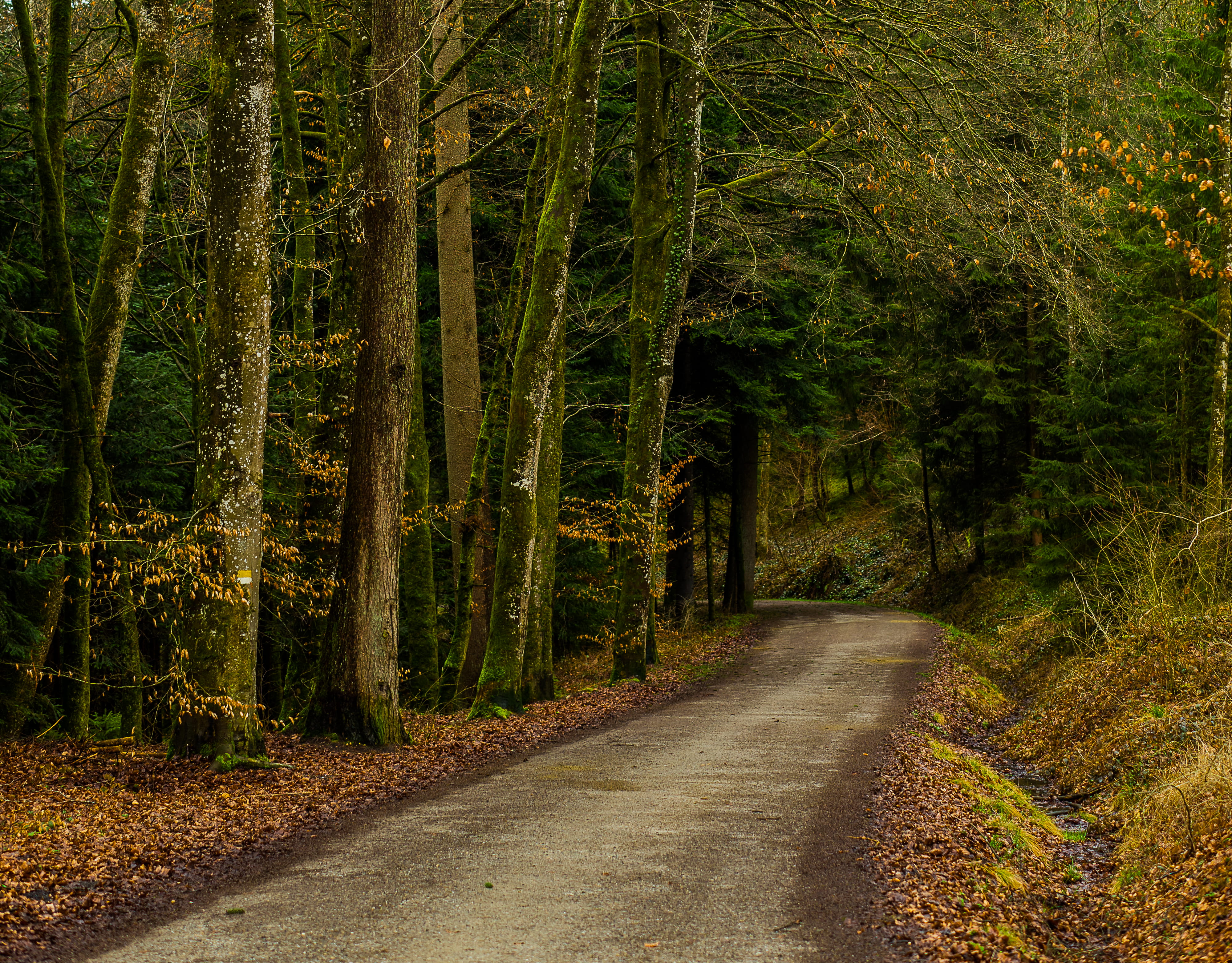 trees, leaves, non-urban scene, forest, background, 4K, green color, outdoors, idyll, growth, log, scenics - nature, connected, woodland, road, together, HD Wallpaper
