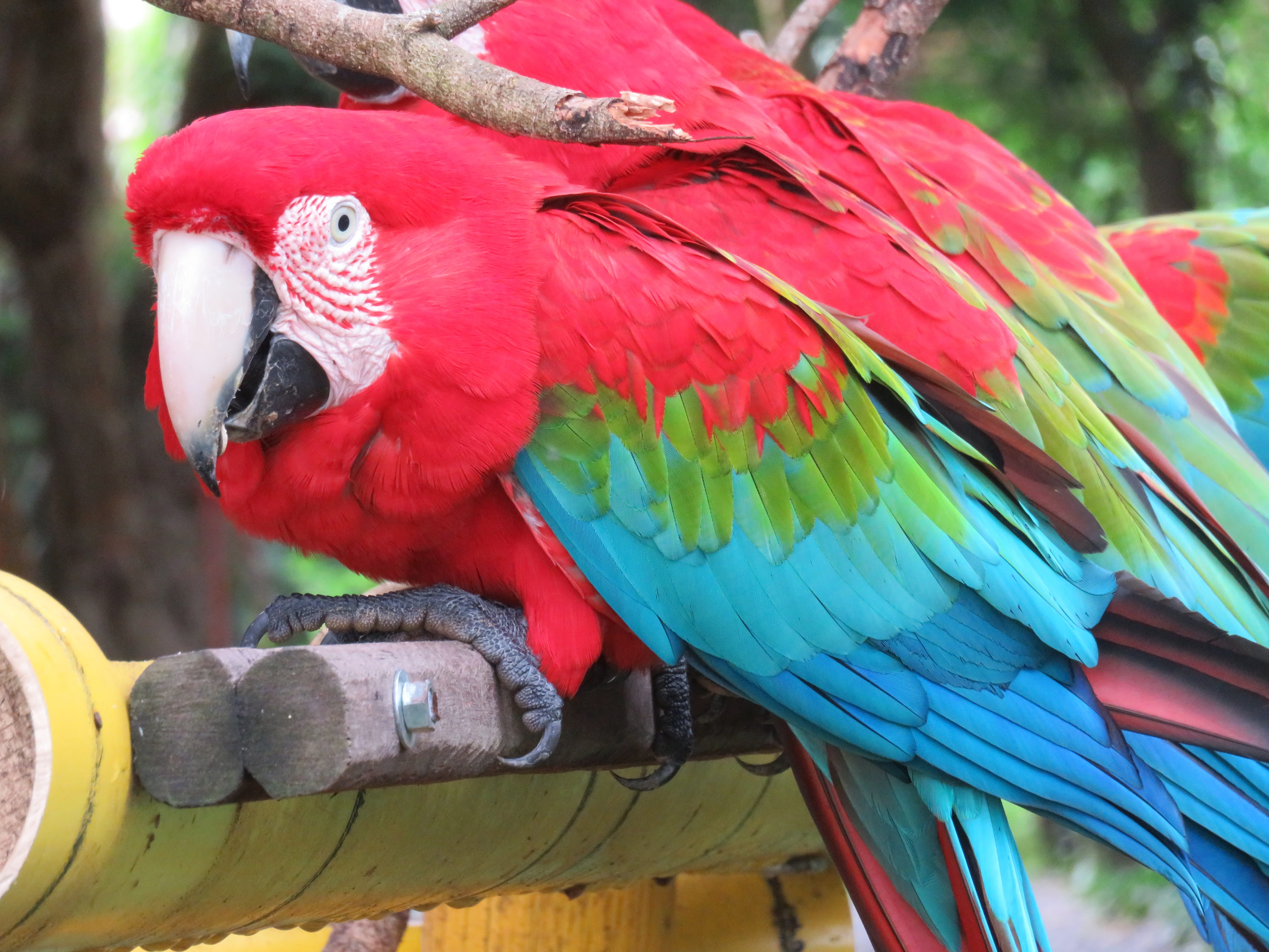 parrot, arara, psittaciformes, focus on foreground, animal, close-up, no people, one animal, animal themes, red, animal wildlife, bird, perching, outdoors, HD Wallpaper