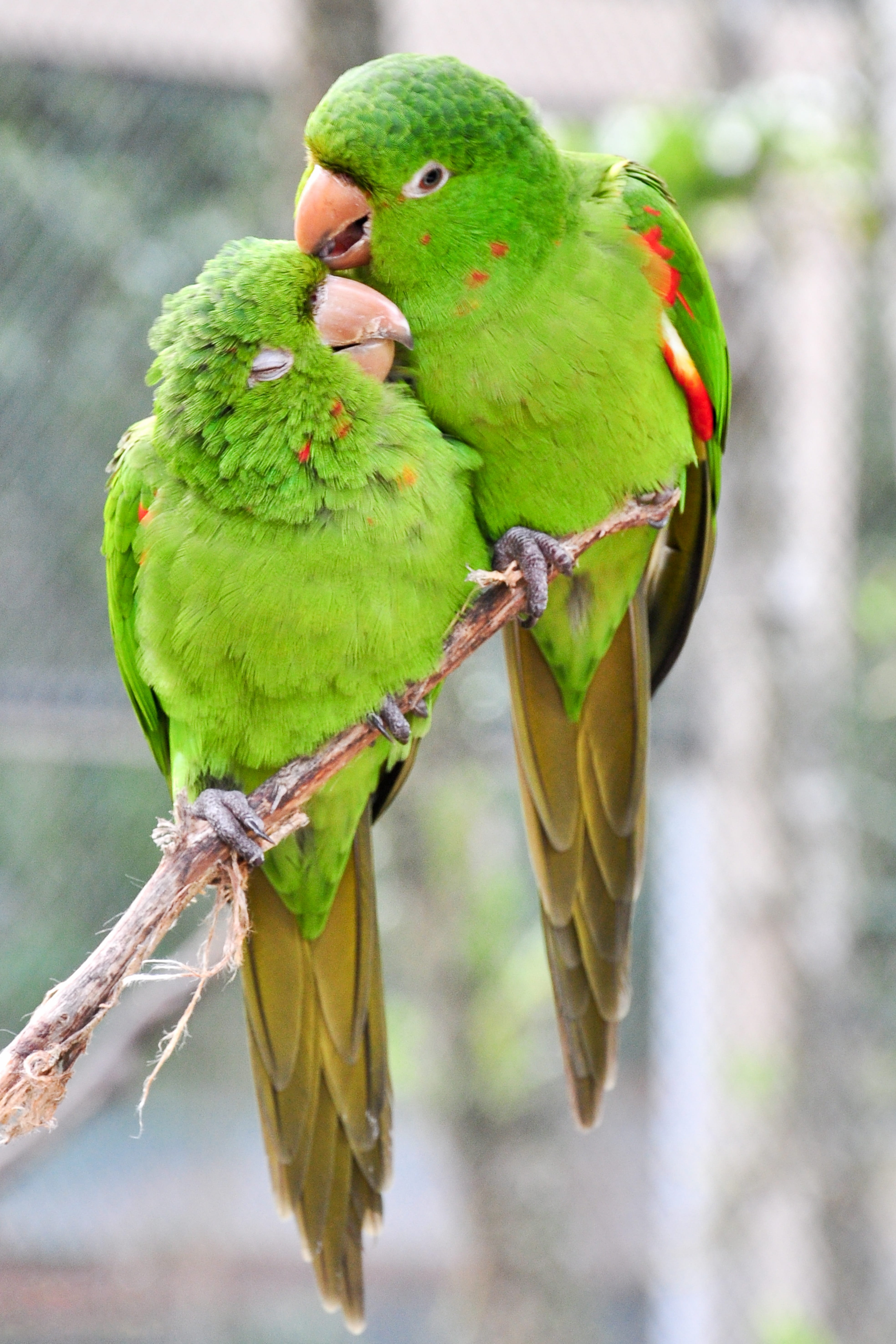 tropical, fauna, no people, animal, perching, vertebrate, close-up, animal themes, focus on foreground, birds, plant, animals in the wild, animal wildlife, Phone HD Wallpaper