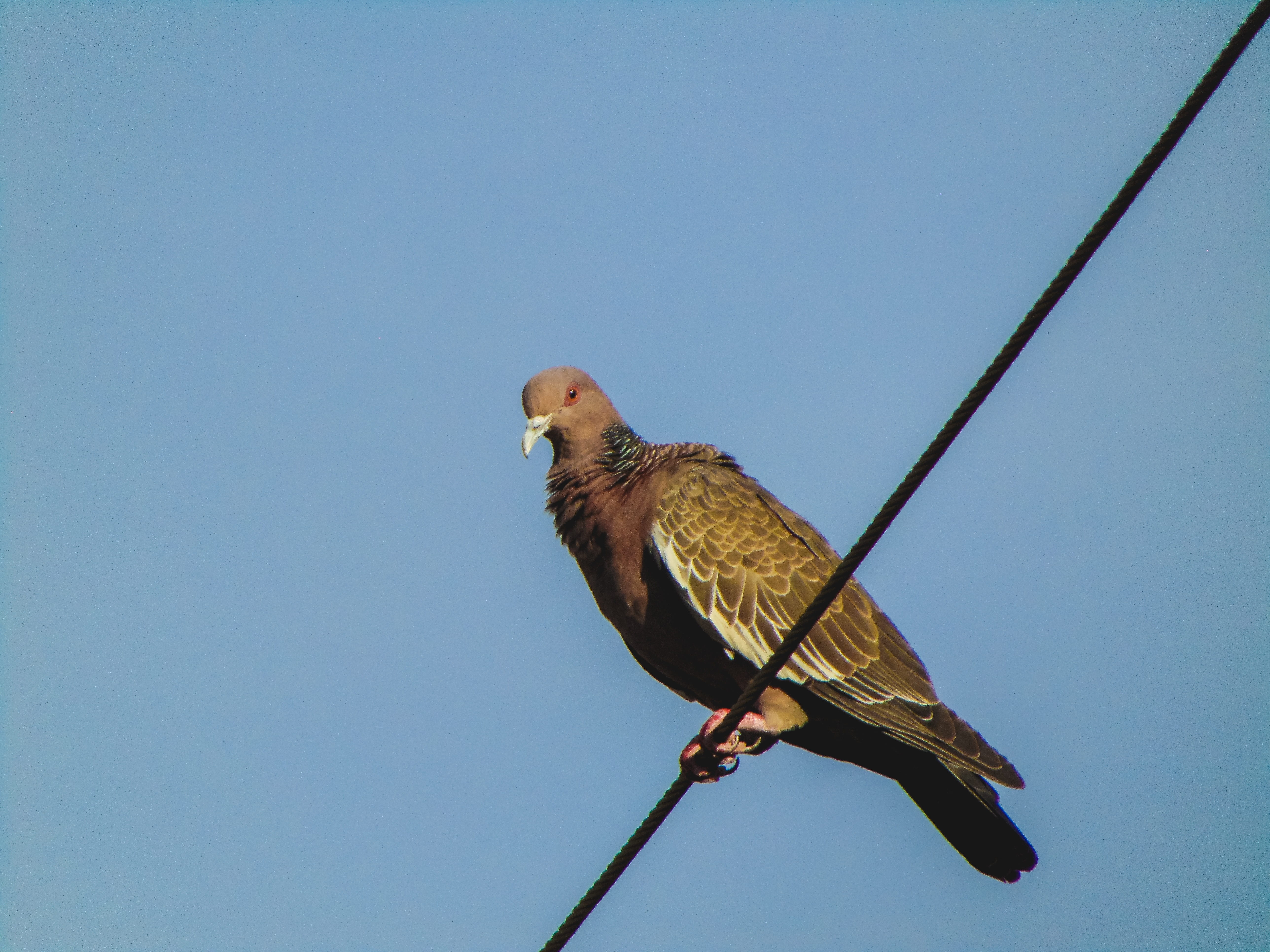 pity, animal wildlife, animal, blue sky, animal themes, sky, no people, bird, fly, paige, clear sky, day, nature, copy space, perching, one animal, clouds, HD Wallpaper