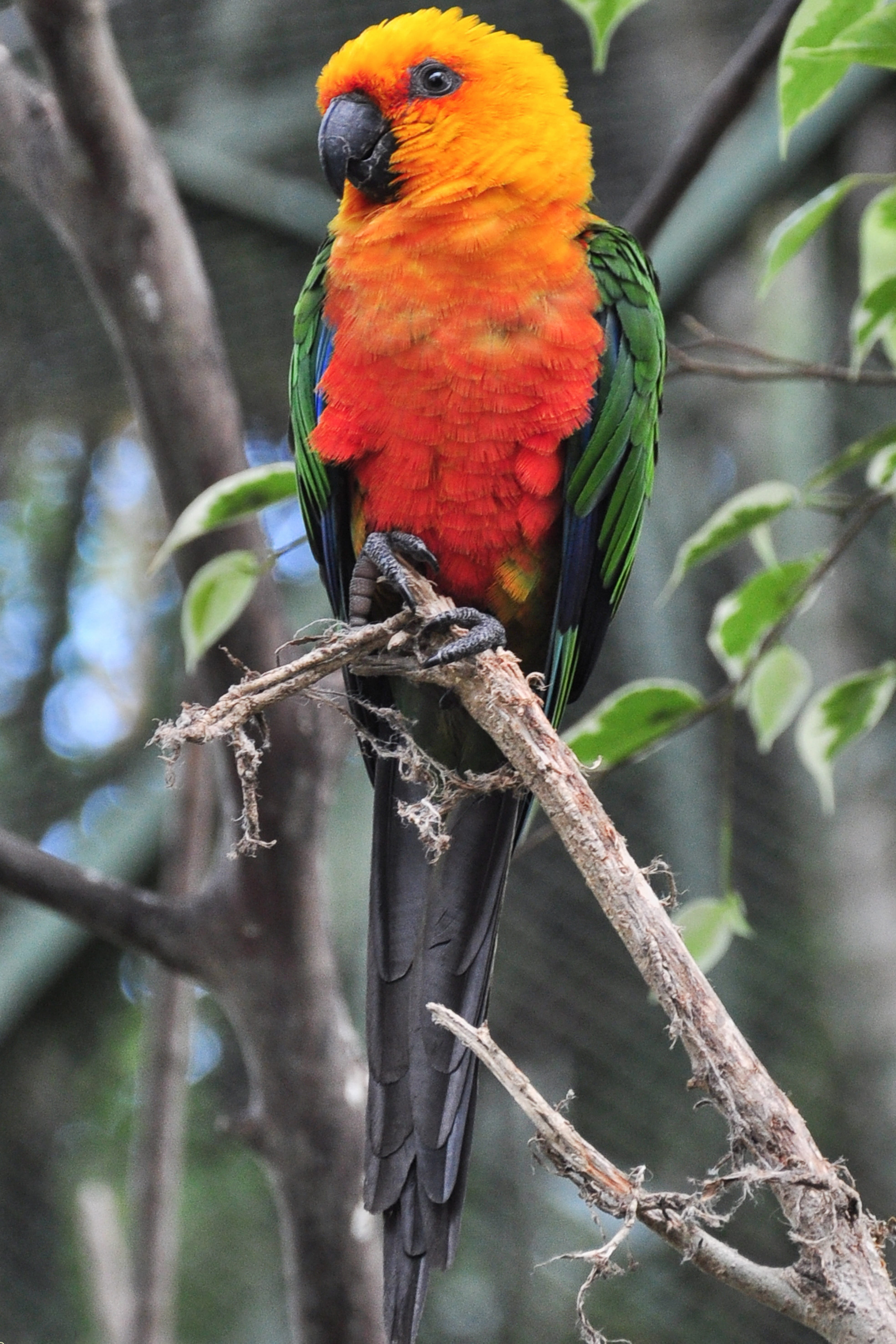 wings, flight, vertebrate, birds, focus on foreground, animal, fly, bird, animals in the wild, animal themes, parrot, outdoors, day, plant, colorful, branch, Phone HD Wallpaper