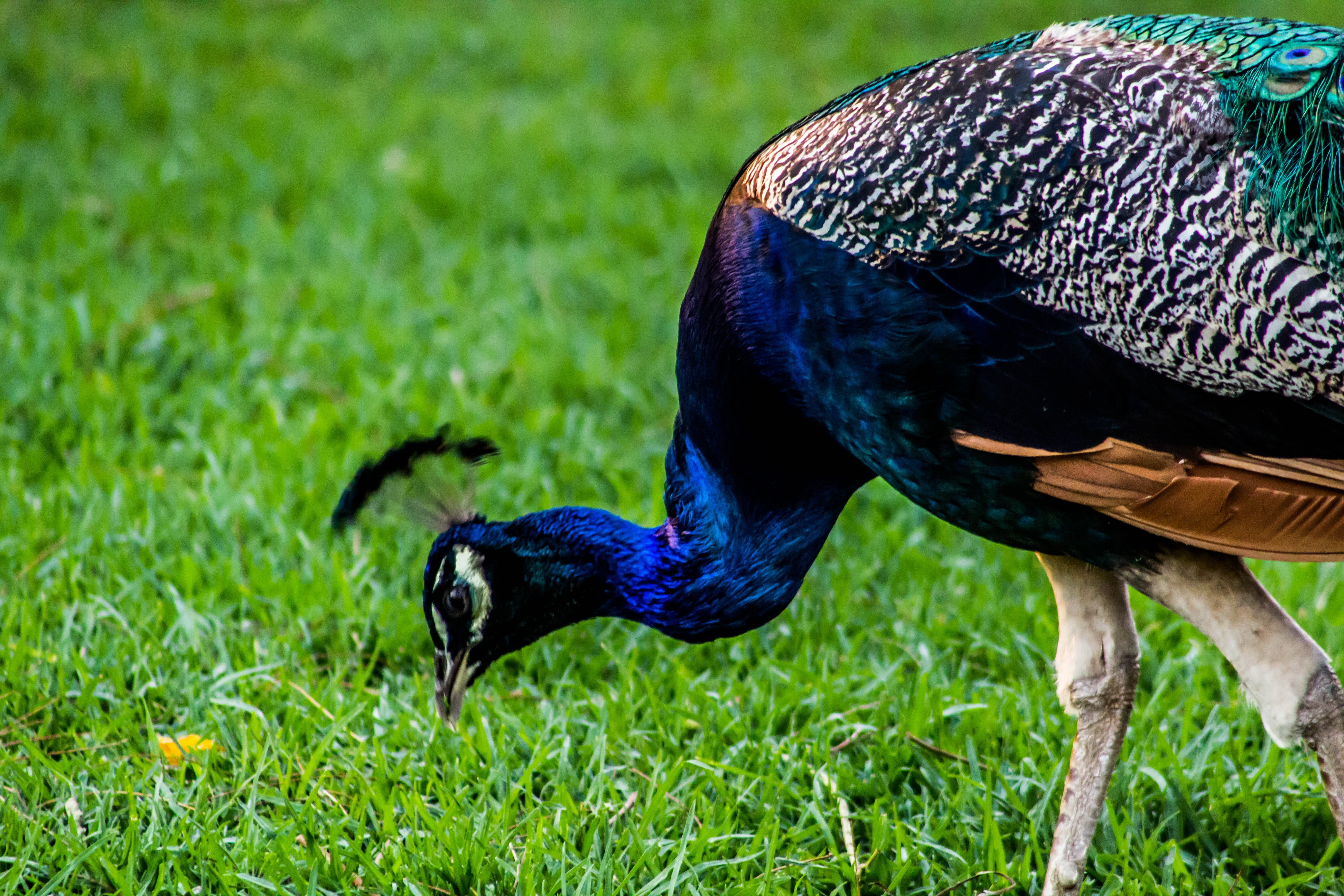 field, day, land, beauty in nature, feather, bird, plumage, fauna, 5K, one animal, outdoors, close-up, plant, green color, animals, animal themes, peacock, HD Wallpaper