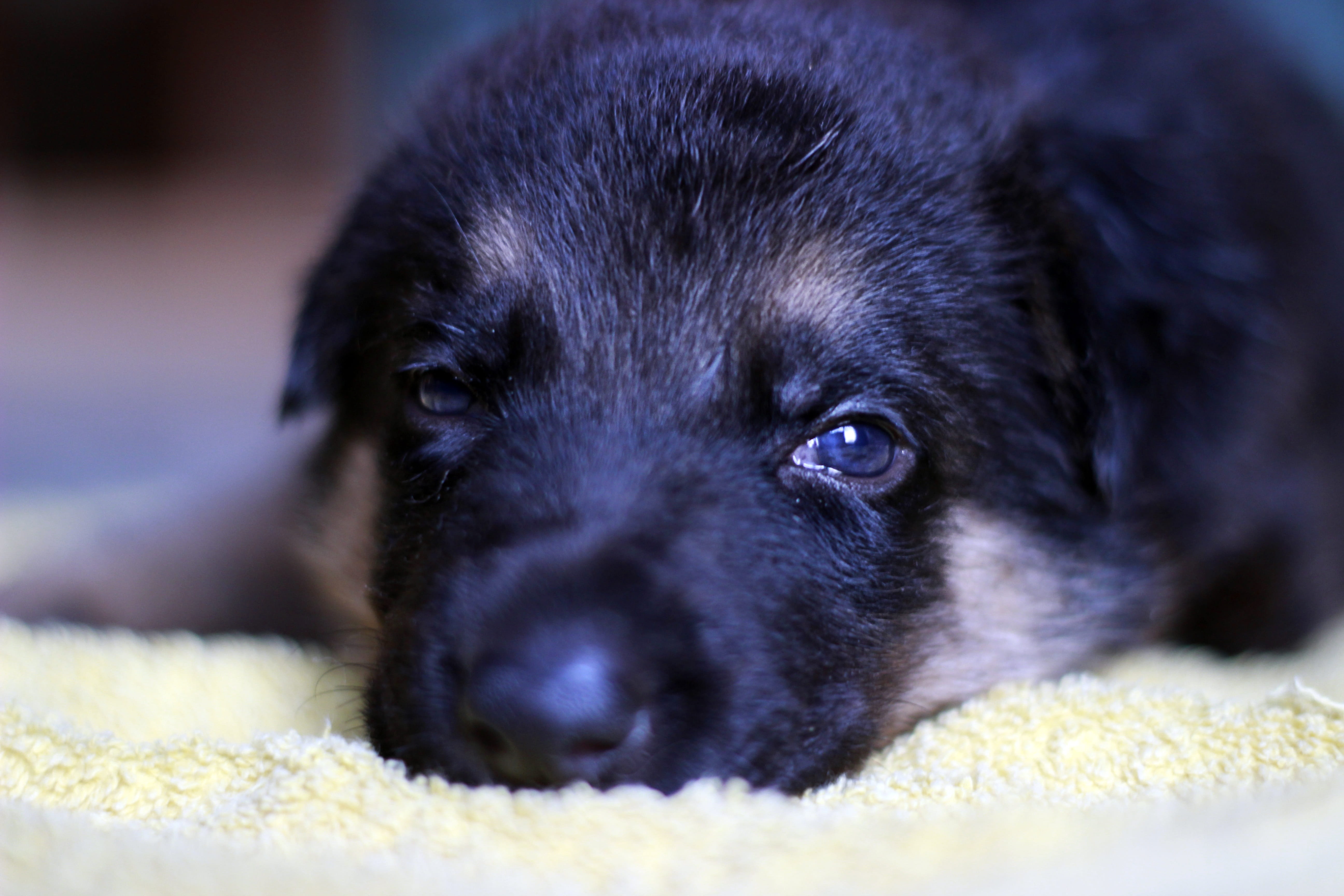 pet, black Color, sadness, one Animal, relaxation, domestic Animals, lying Down, Puppy, animal themes, animal, selective focus, canine, lap dog, 5K, German Shepherd Dog, HD Wallpaper