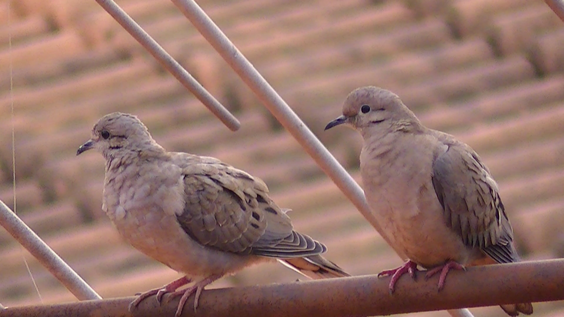 positive emotion, pity, animal wildlife, focus on foreground, group of animals, bird, no people, perching, dove rolls, love, animals in the wild, mourning dove, HD Wallpaper