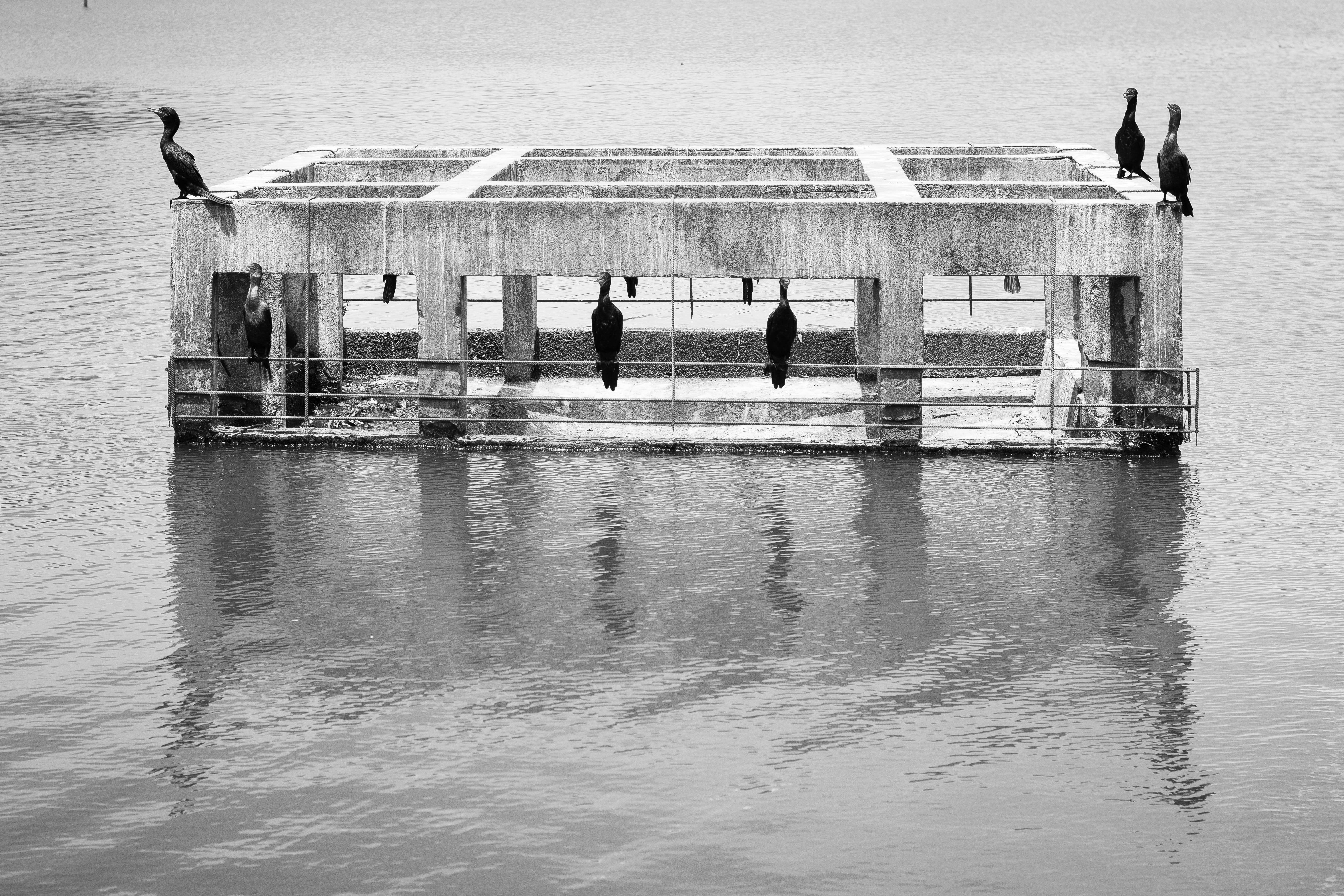 birds, wood - material, waterfront, nautical vessel, wooden post, pier, group of people, people, nature, built structure, architecture, water, reflection, HD Wallpaper