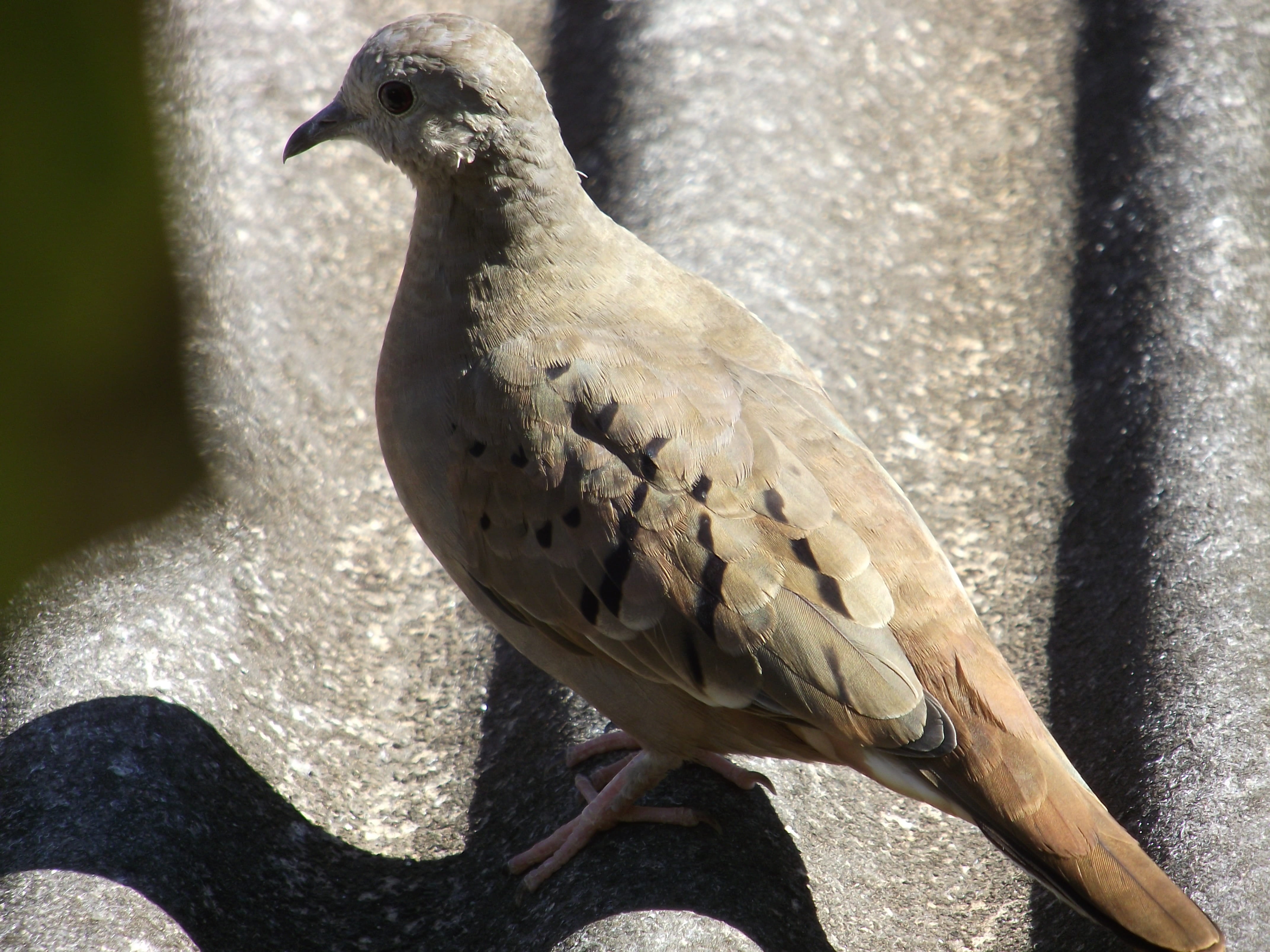 close-up, dove - bird, animal themes, dom, focus on foreground, nature, bird, pigeon, day, Paige, vertebrate, encyclopedia, perching, animals in the wild, HD Wallpaper