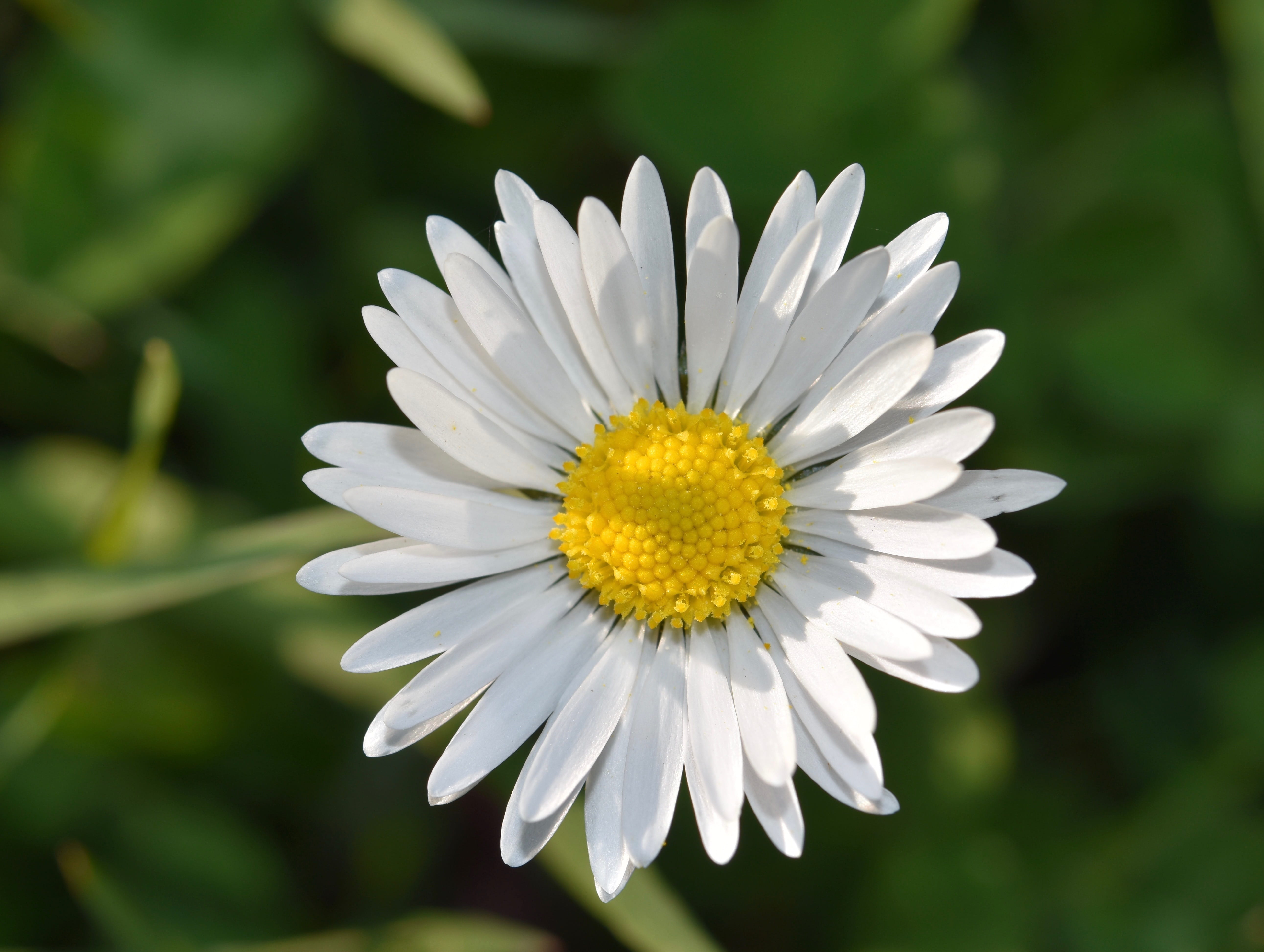 flower, petal, white petals, close-up, flowering plant, flowers spring, inflorescence, flower head, no people, freshness, stamens, fragility, vulnerability, HD Wallpaper