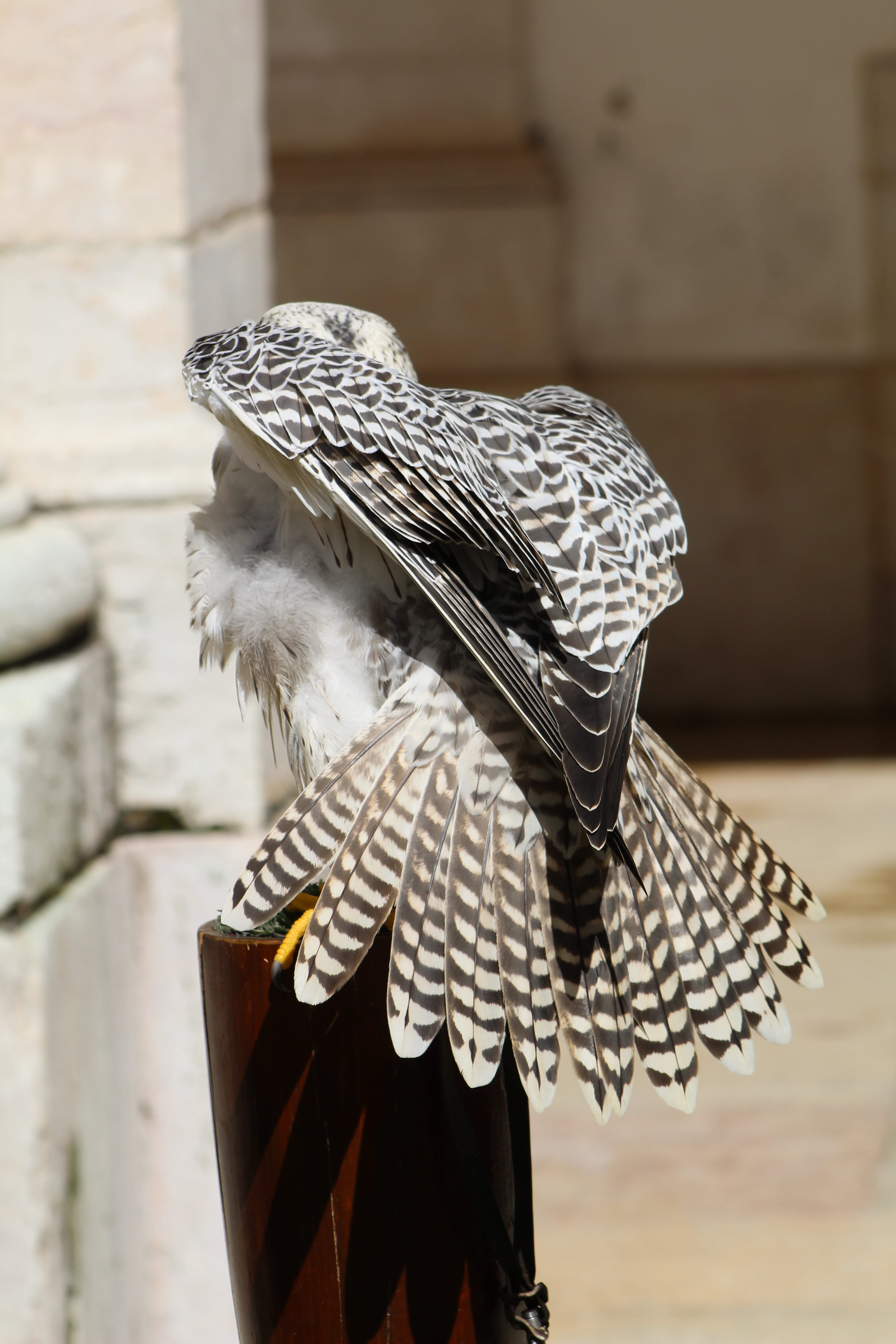 birds, bird, wall - building feature, feathers, portrait, day, no people, animal, falconry, eagle, owl, eyes, animal wildlife, prey, focus on foreground, Phone HD Wallpaper