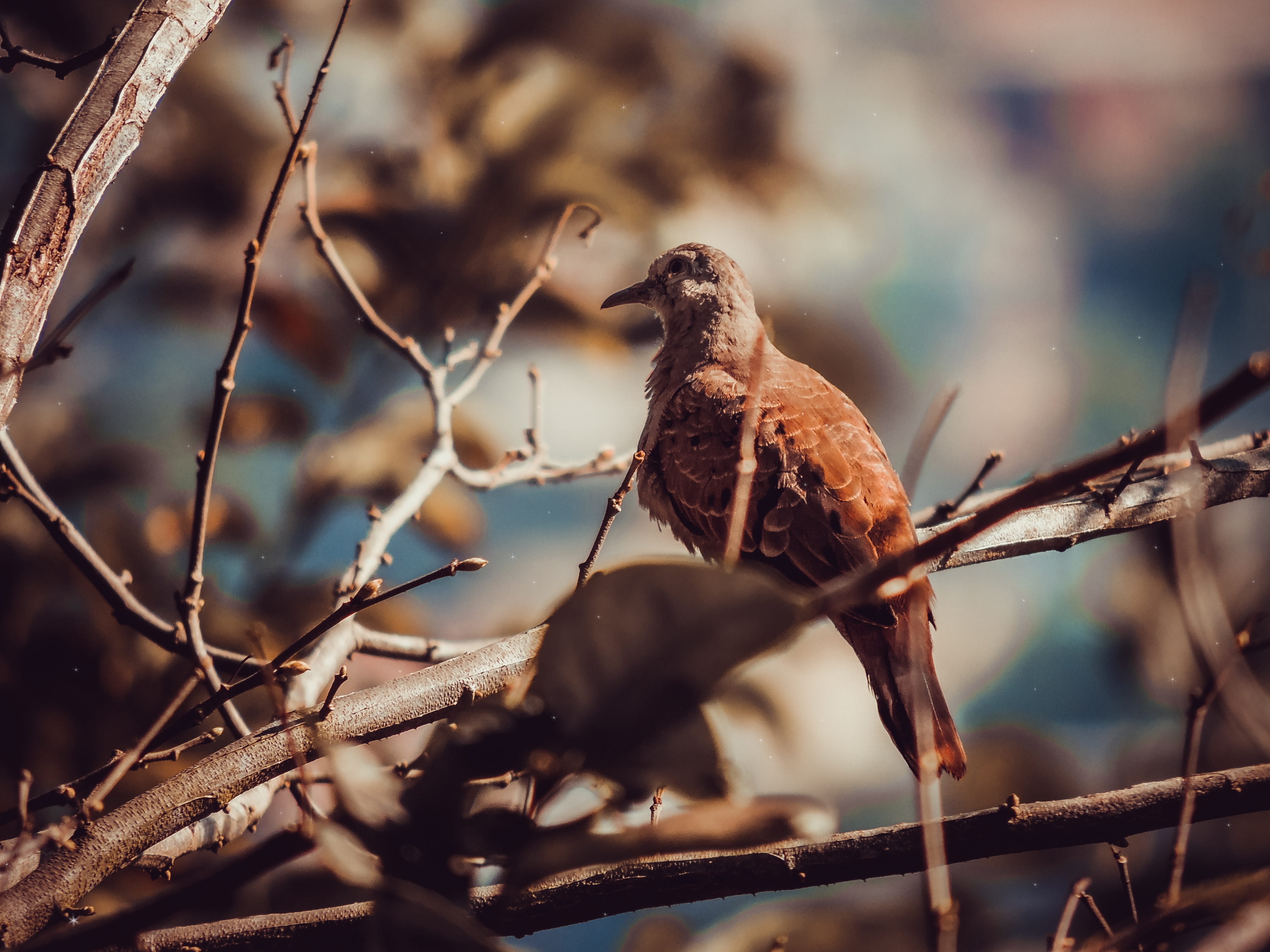 sparrow, animal wildlife, pity, day, animal, twig, focus on foreground, no people, environment, brown, perching, ruddy ground dove, selective focus, fly, HD Wallpaper