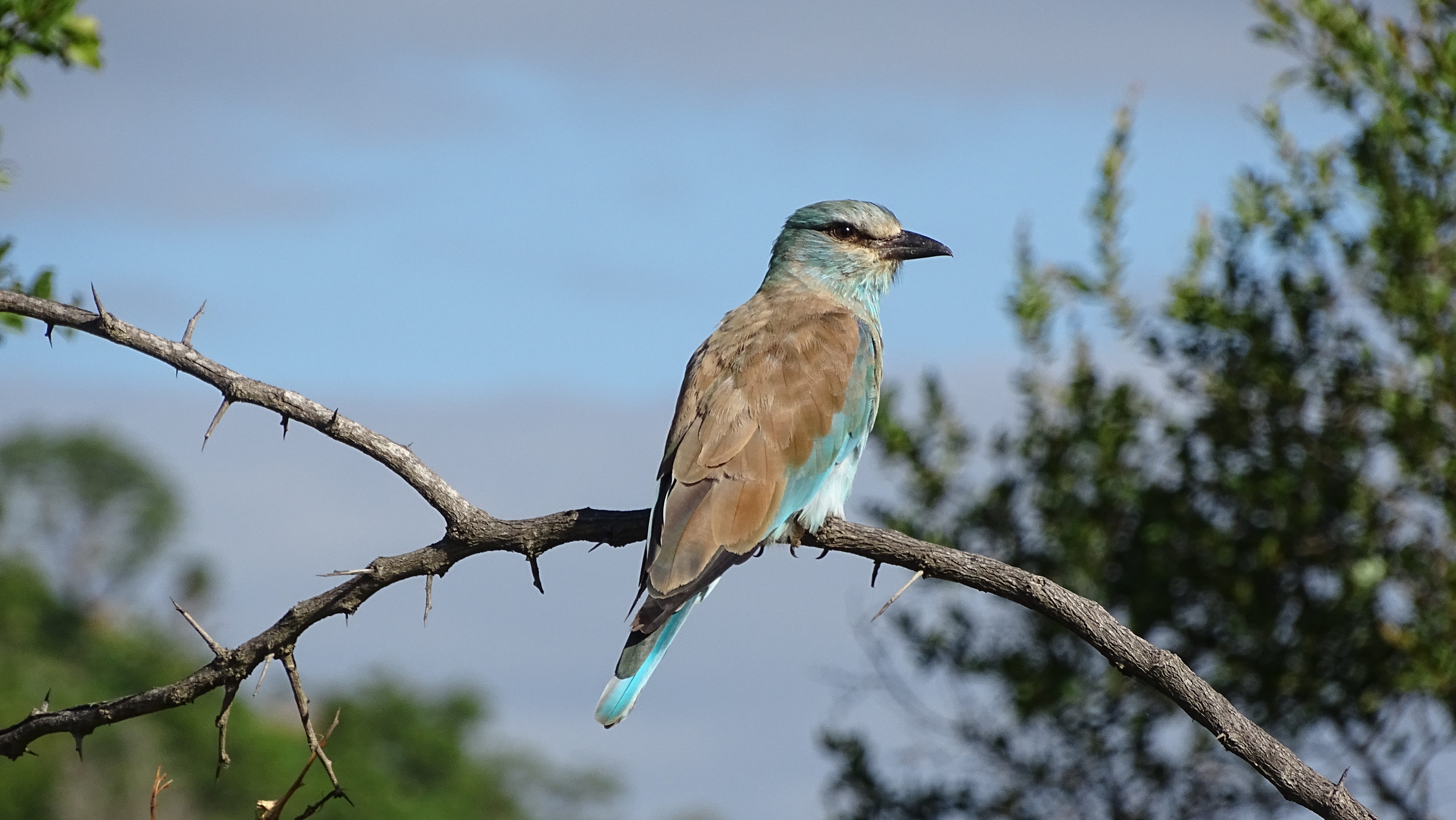 birds, branch, no people, nature, animal wildlife, birdie, plant, animal body part, tree, 5K, focus on foreground, beak, sky, outdoors, africa, full length, HD Wallpaper