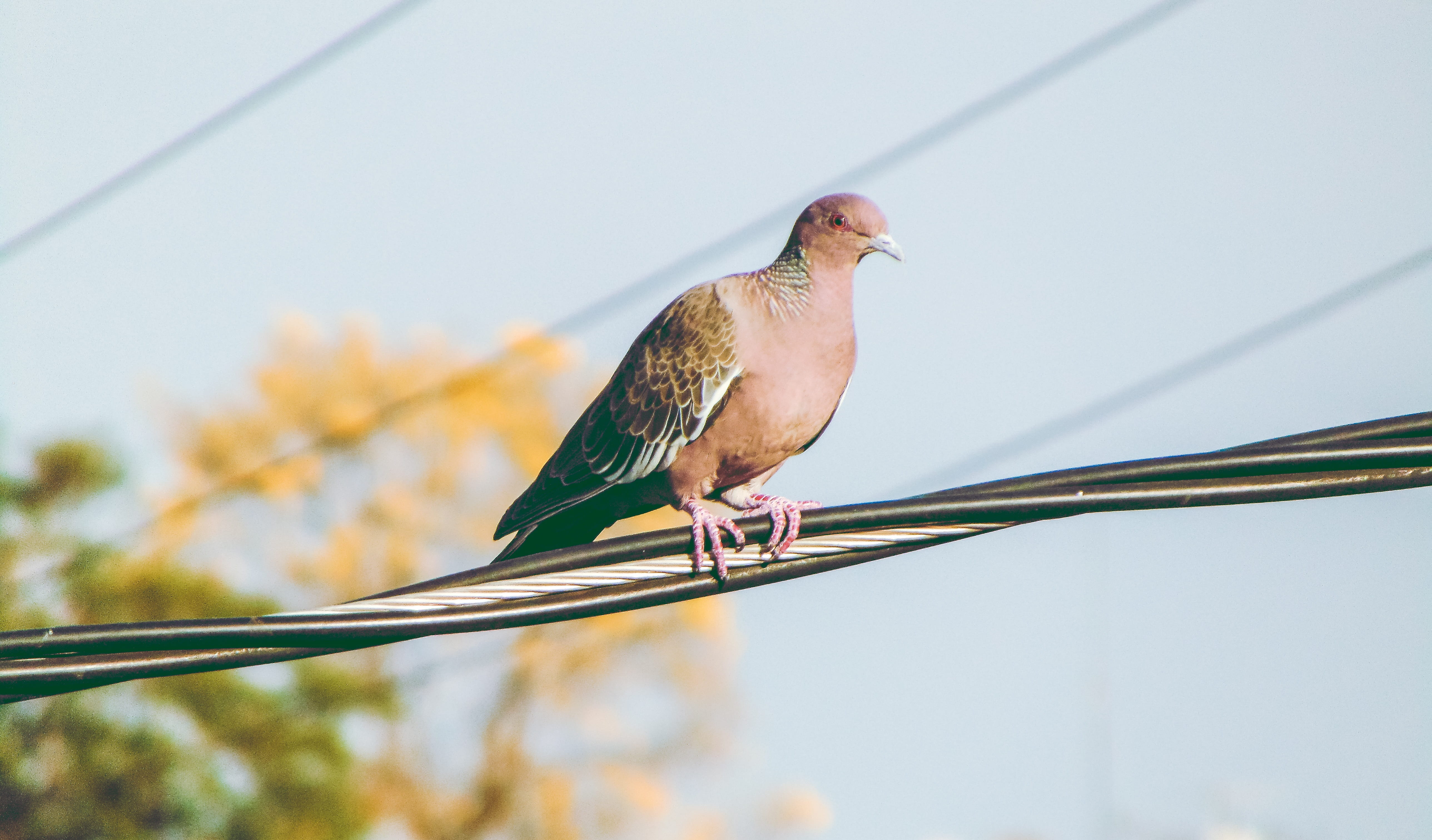 fly, pity, branch, animals in the wild, landscape, sol, dove, paige, outdoors, vertebrate, ruddy ground dove, no people, 5K, animal wildlife, mourning dove, HD Wallpaper