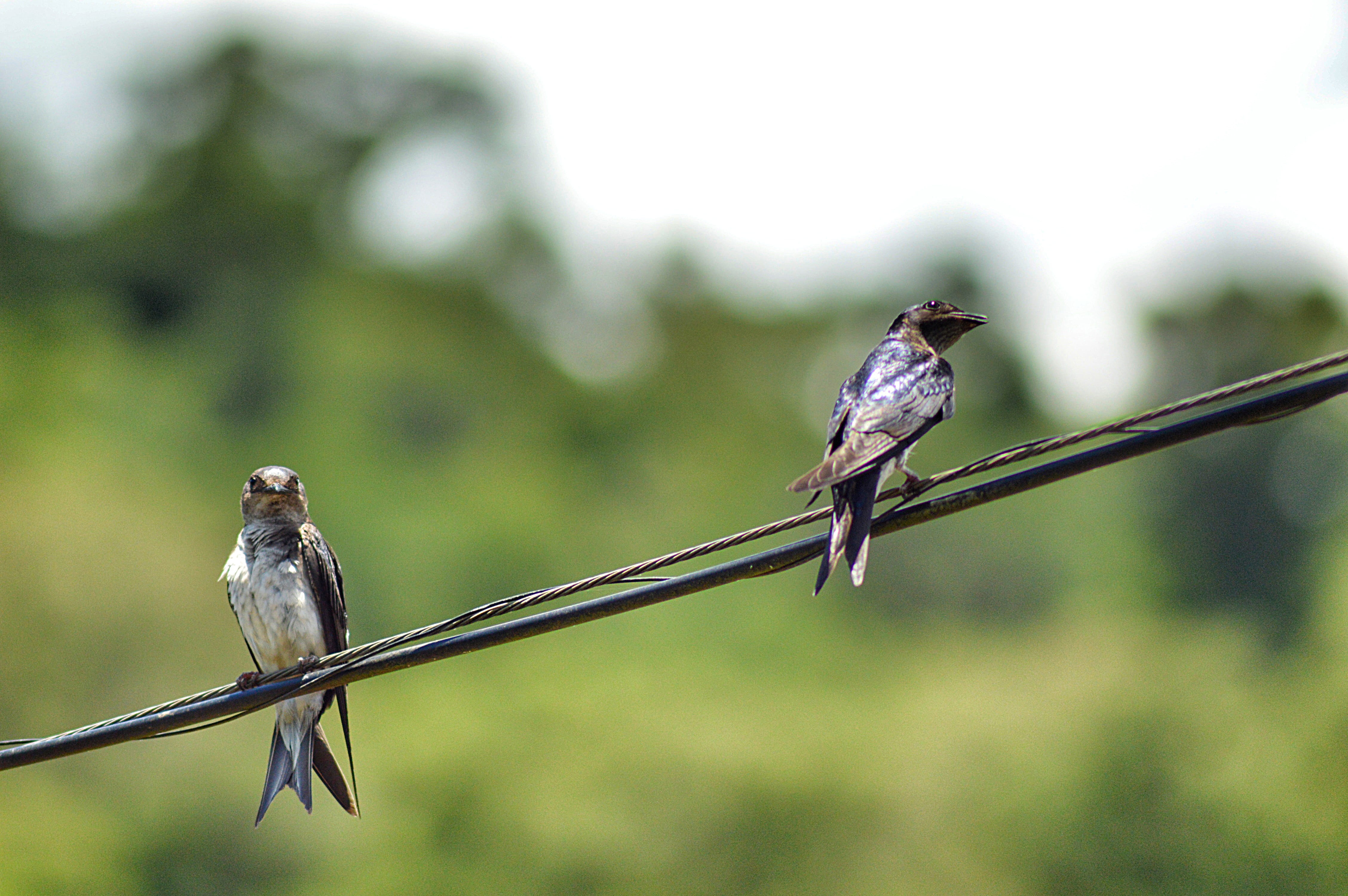 4K, animal, tree, vertebrate, pity, animals in the wild, no people, wing, plant, group of animals, animal wildlife, focus on foreground, birds, day, bird, HD Wallpaper