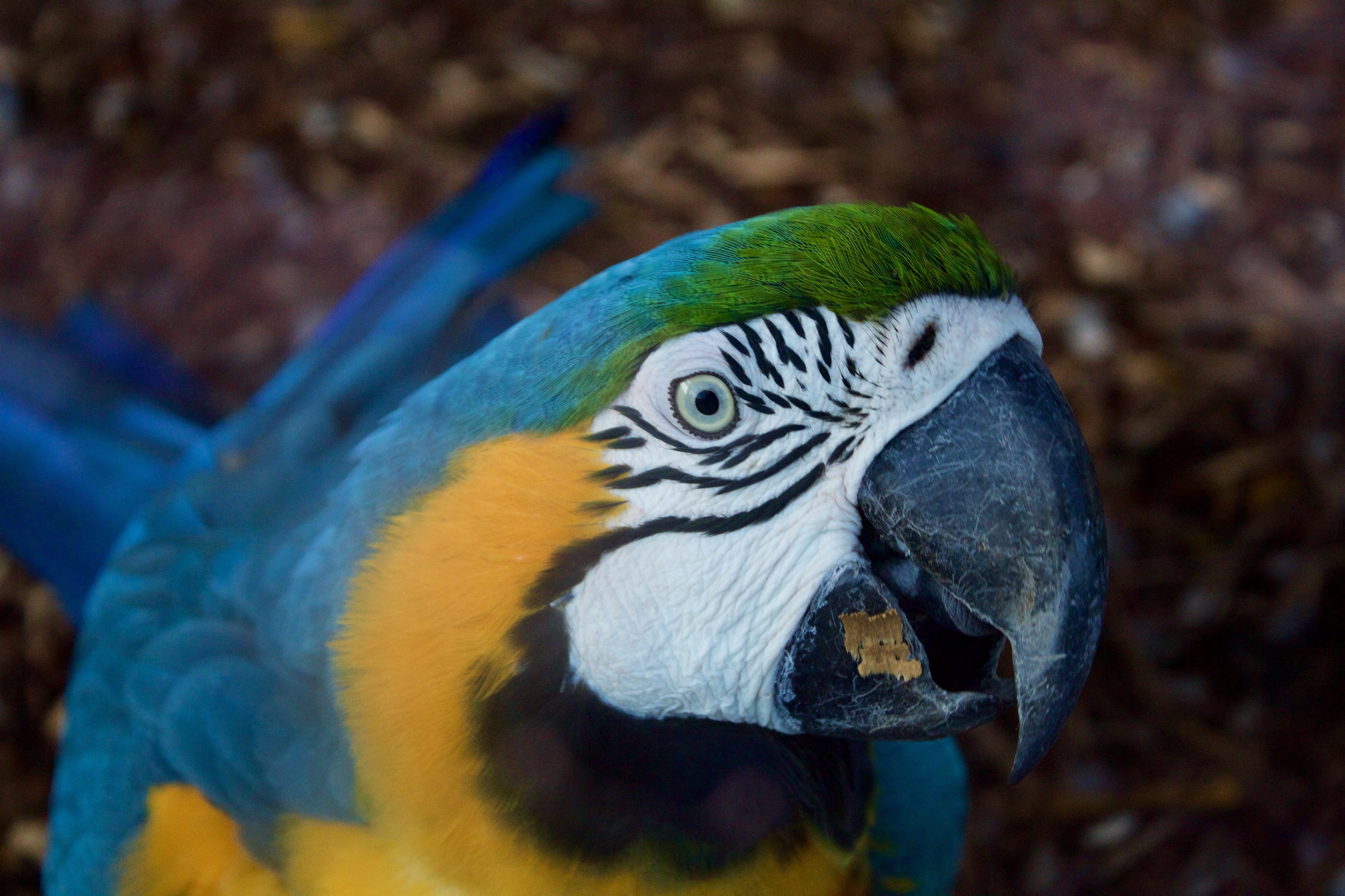 plumage, one animal, animal head, parrot, marine, blue, no people, color, colorful, outdoors, vertebrate, nature, arara, animal themes, focus on foreground, HD Wallpaper