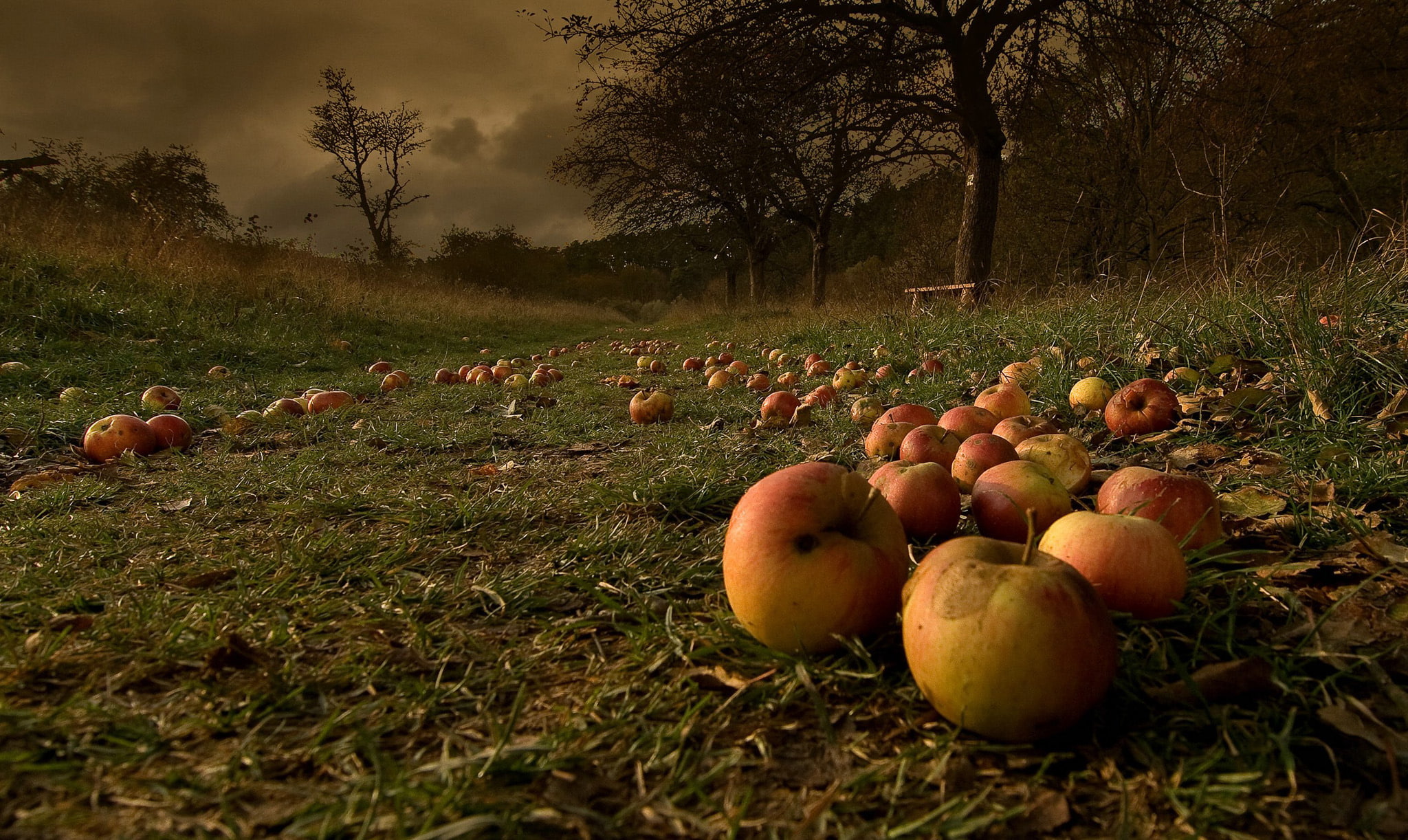 fallen, food, lot, healthy eating, food and drink, freshness, apples, environment, apple - fruit, outdoors, landscape, garden, green color, 1080P, plant, HD Wallpaper