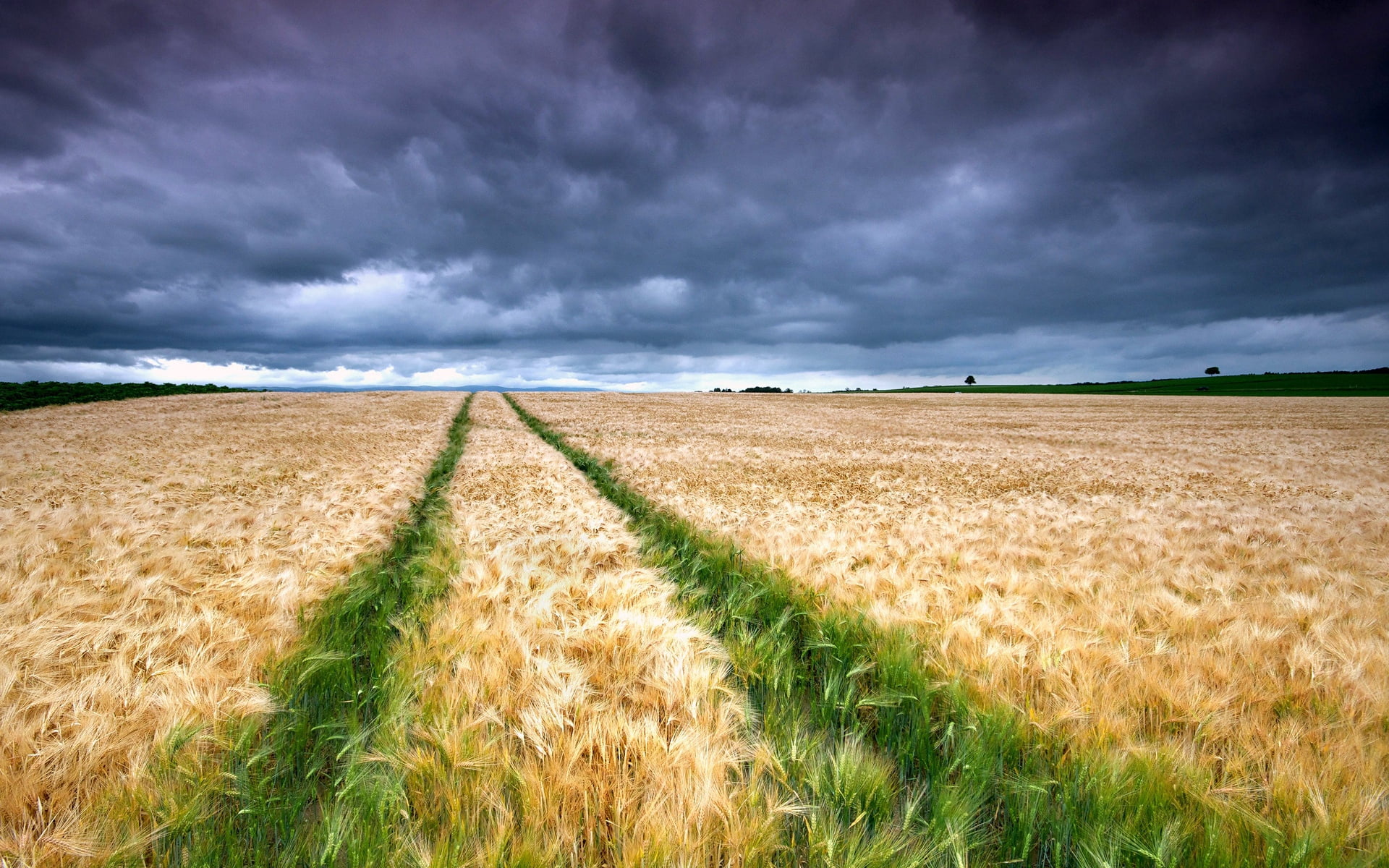 weather, cloudscape, traces, wheat, idyllic, clouds, field, sun, color Image, non-Urban Scene, plant, day, crop, environment, harvesting, horizon, agriculture, HD Wallpaper