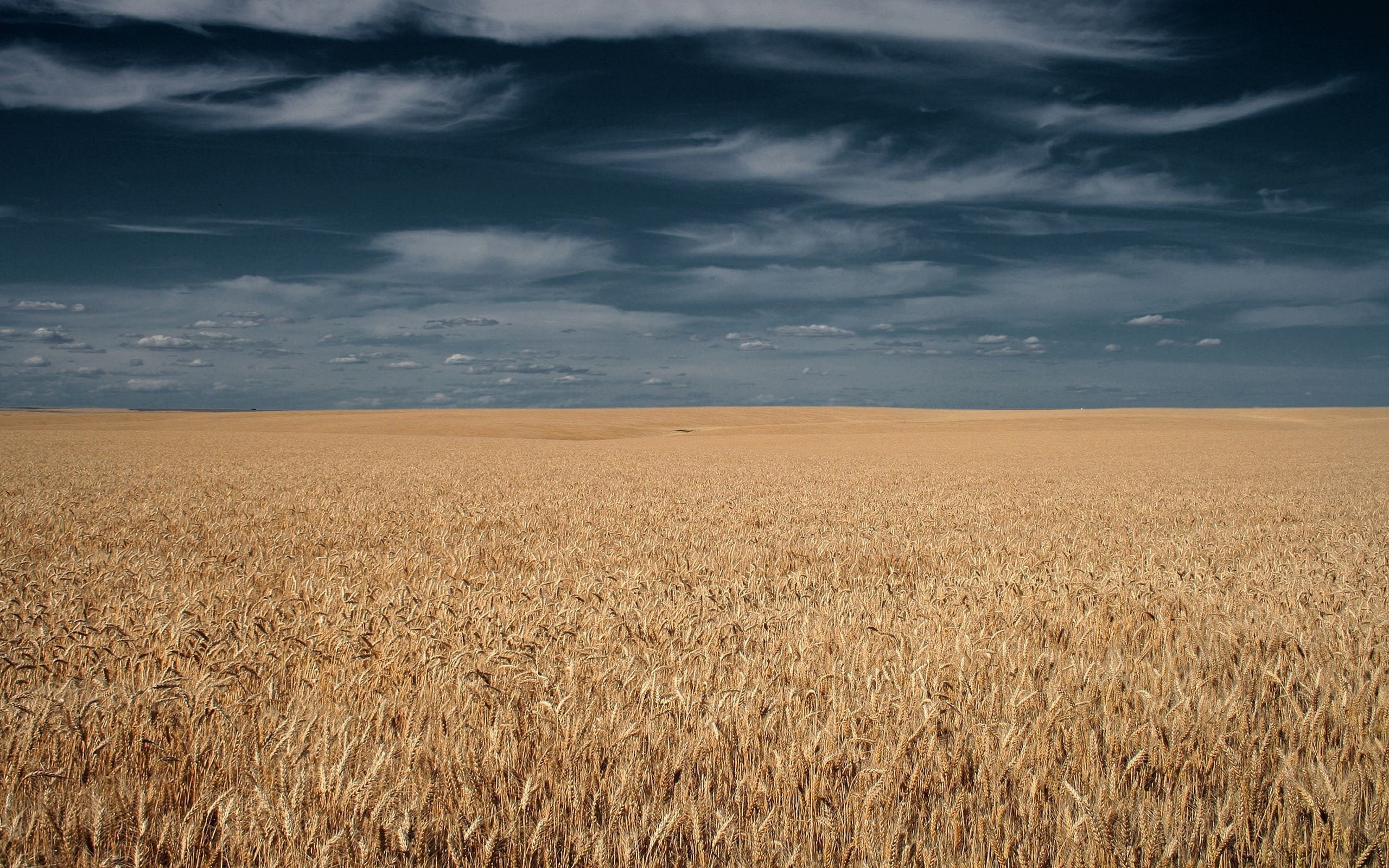 scenics - nature, landscape, wheat, sky, non-Urban Scene, summer, land, clouds, food, barley, growth, harvesting, blue, field, beauty In Nature, environment, HD Wallpaper
