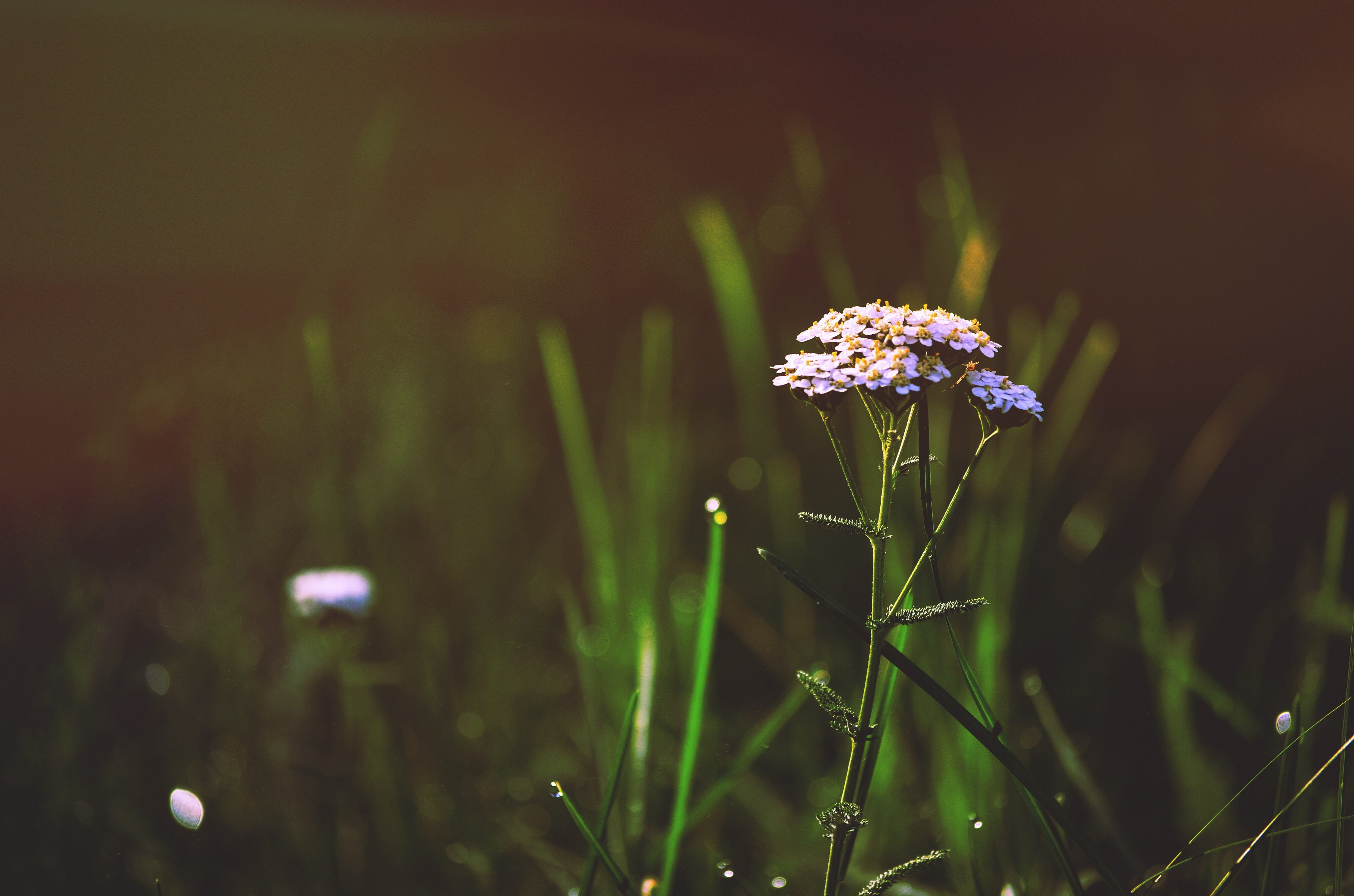 growth, day, summer, springtime, grass, plant, fragility, pink, bonariensis, green Color, 4K, focus on foreground, surround, tranquility, field, flower, HD Wallpaper