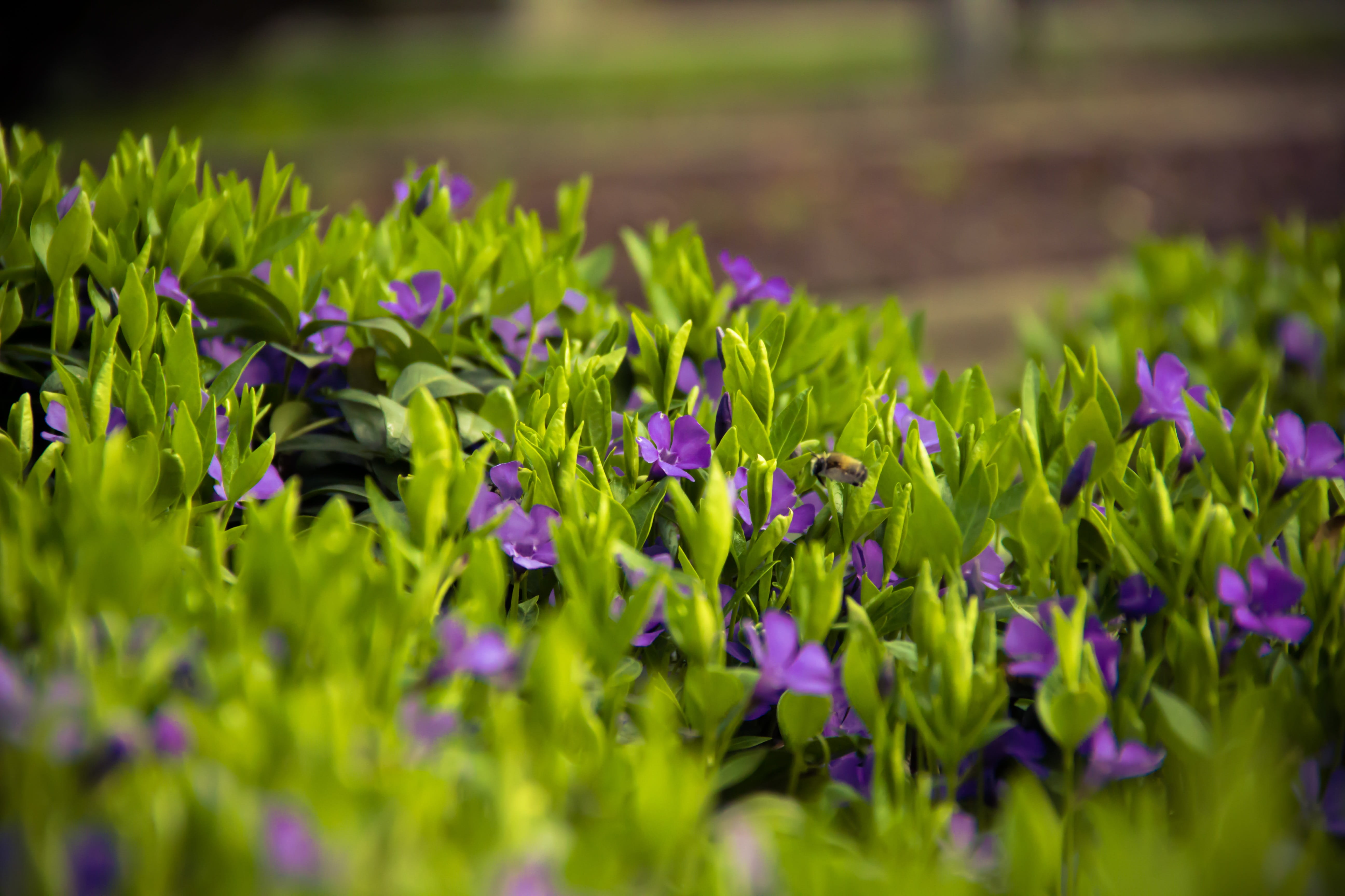 flowerbed, outdoors, selective, white flower, green Color, purple, growth, petal, blossom, summer, flower, petaled, floral, close-up, closeup, flowers, HD Wallpaper