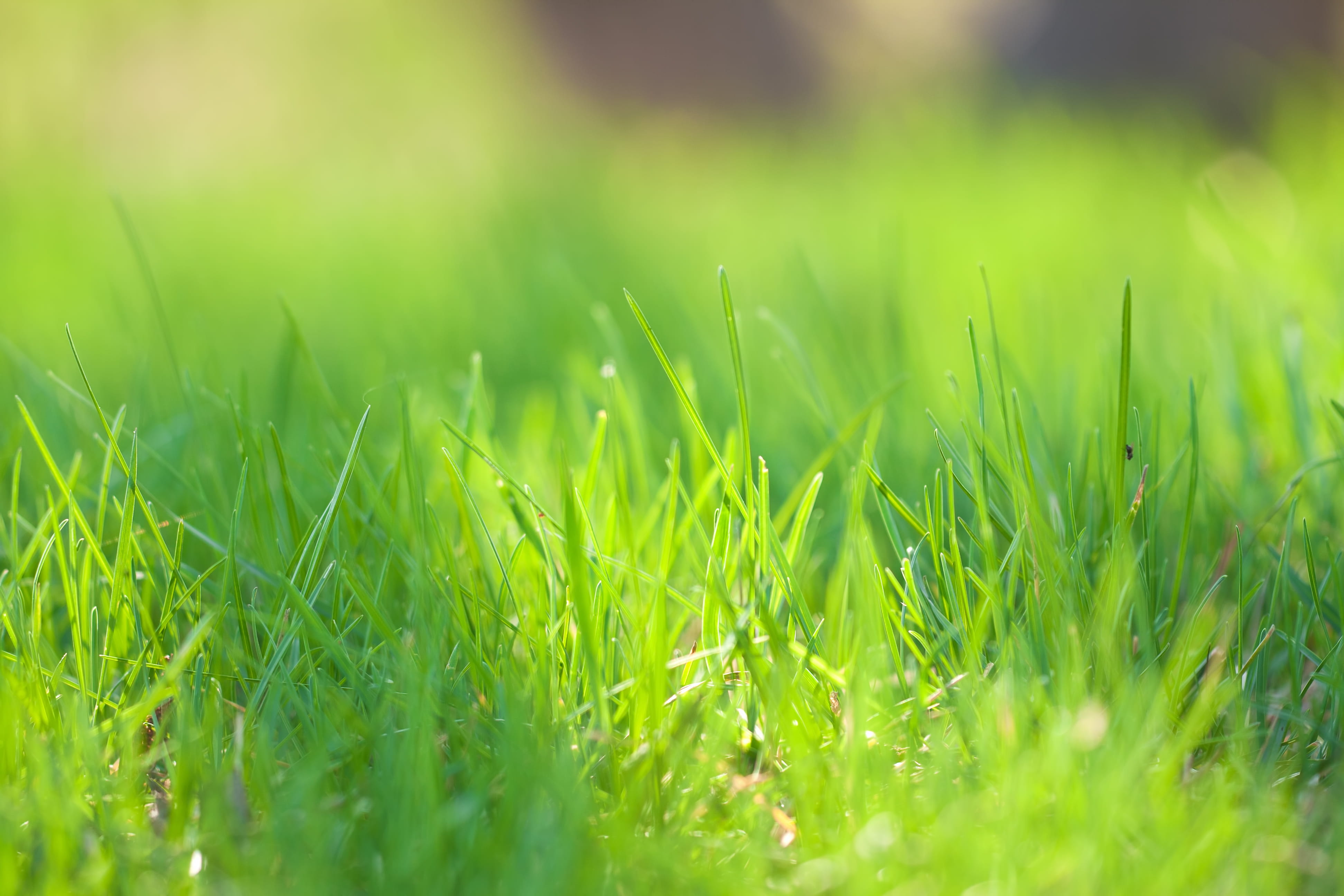 close-up, sky, season, colorful, springtime, green color, leaf, environment, no people, scenic, day, flora, foliage, nature, effect, field, bright, HD Wallpaper