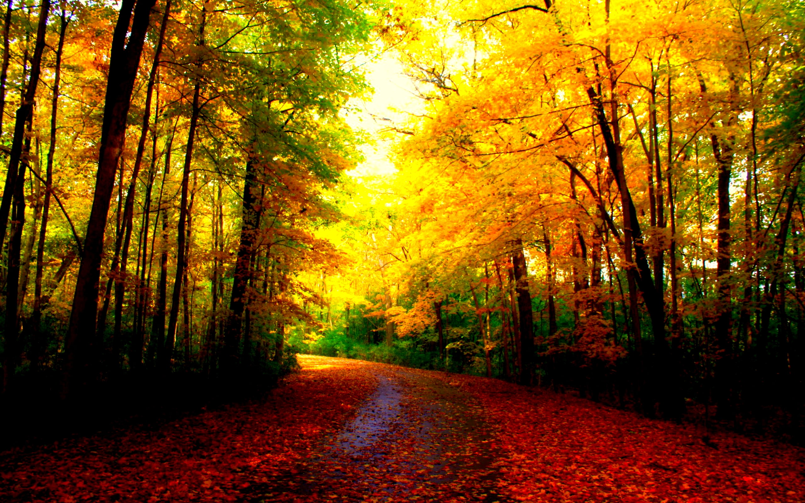 carpet, art, forests, autumn, nature, autumn leaves, 2K, beautiful, autumn colors, beauty, hd, colors, HD Wallpaper