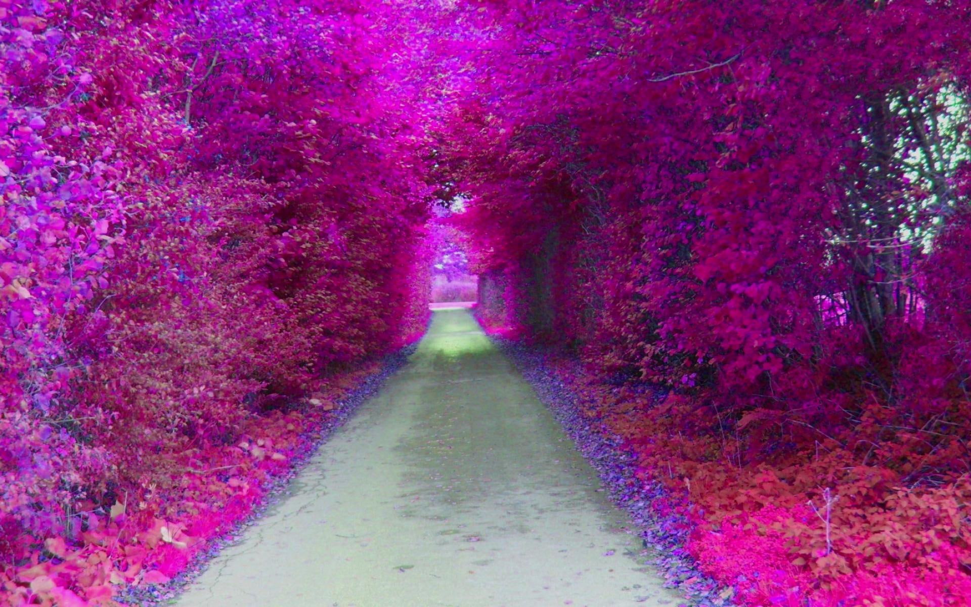 magenta, plants, photoshop, grove, photo, carpet, widescreen, nice, leaves, artistic, picture, artwork, 1080P, tunnel, pink, purple, mult, HD Wallpaper