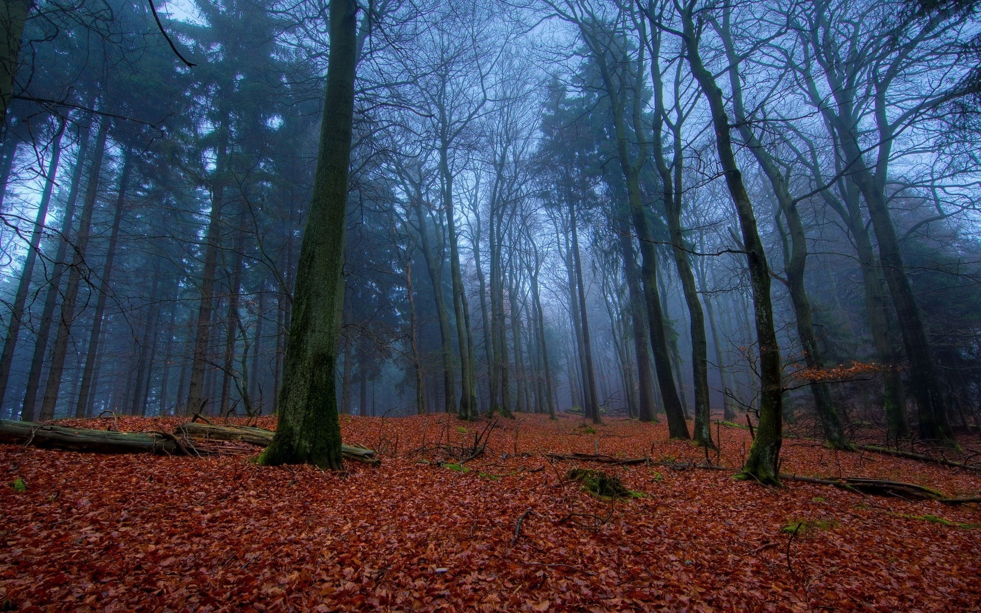 1080P, wood, autumn, leaves, earth, carpet, HD Wallpaper