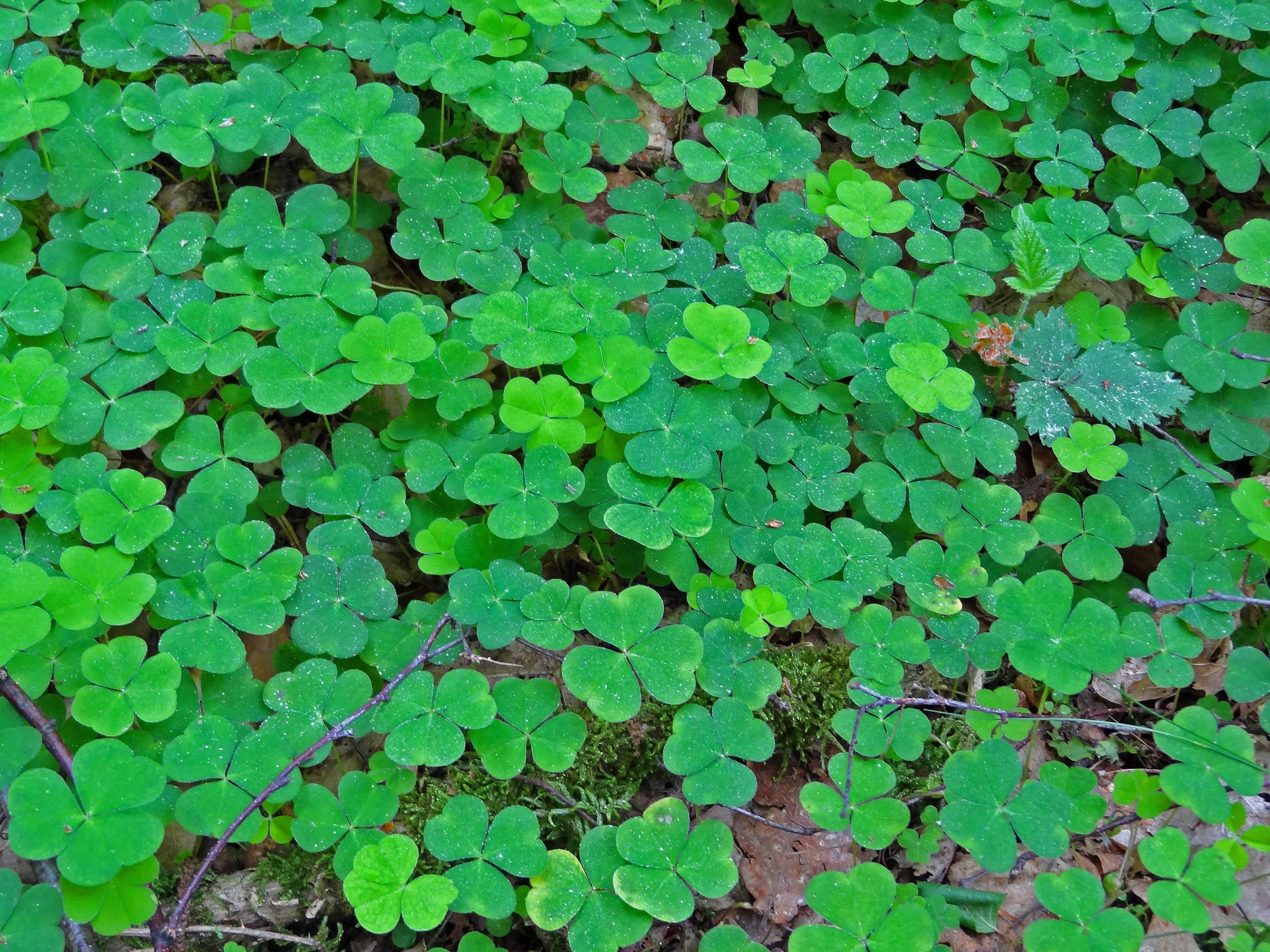 four, land, rush, freshness, leaf, plant part, leaves, forest floor, backgrounds, 2K, forest, nature, abundance, plant, close-up, no people, luck, high angle view, HD Wallpaper