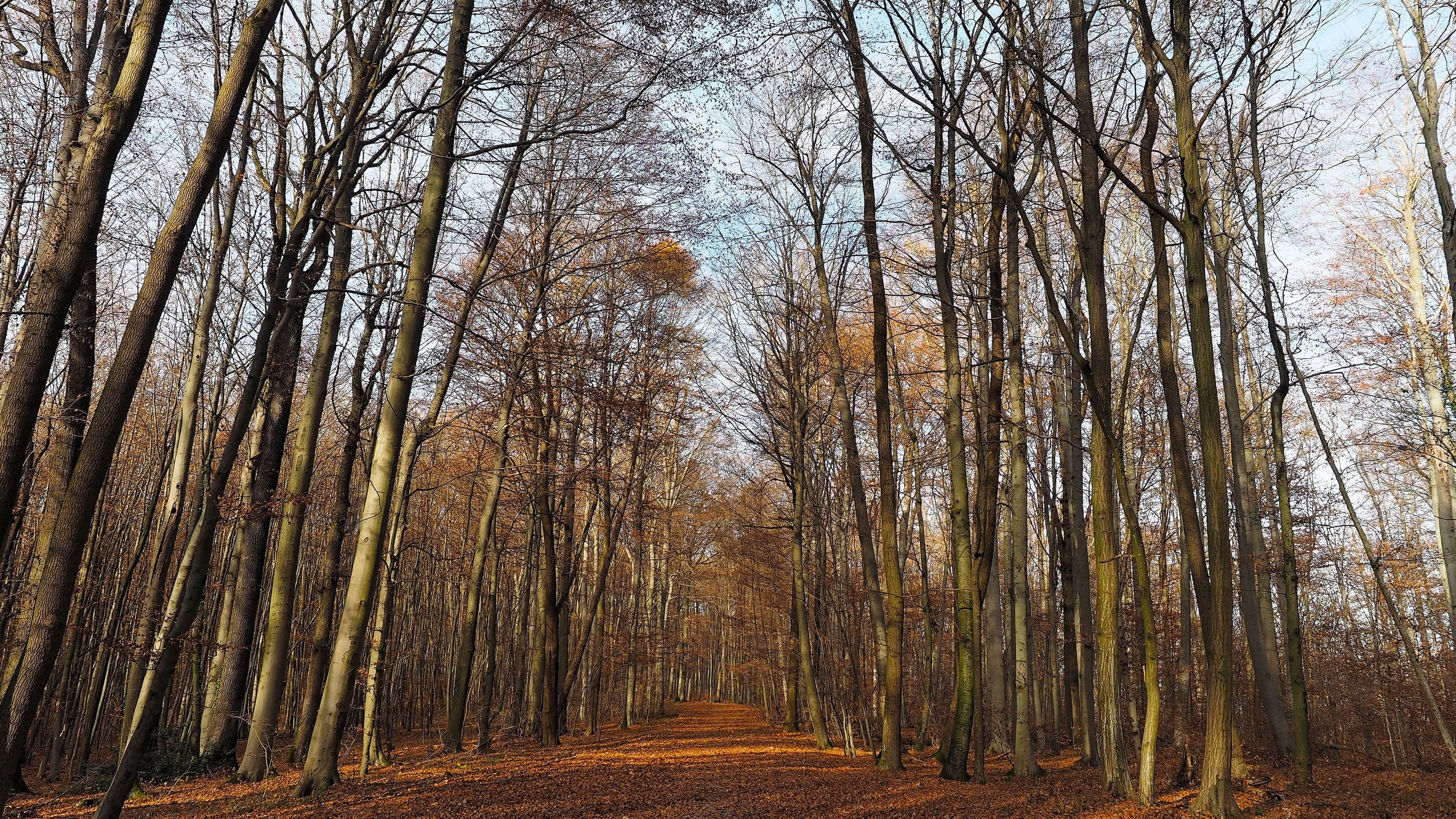 autumn leaves, treelined, outdoors, tree, path, no people, fall, diminishing perspective, bare tree, plant, land, autumn landscape, colors, autumn, growth, HD Wallpaper