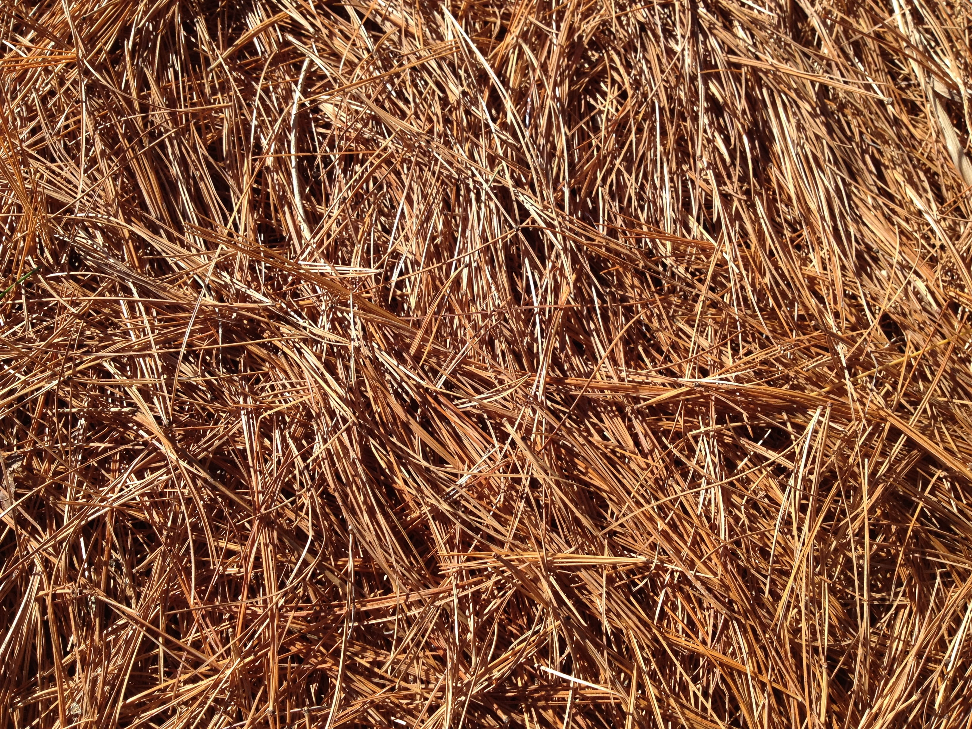 Needles, high angle view, Forest, brown, pine, straw, Pine, agriculture, farm, sunlight, backgrounds, land, day, Fall, leaves, cereal plant, full frame, HD Wallpaper