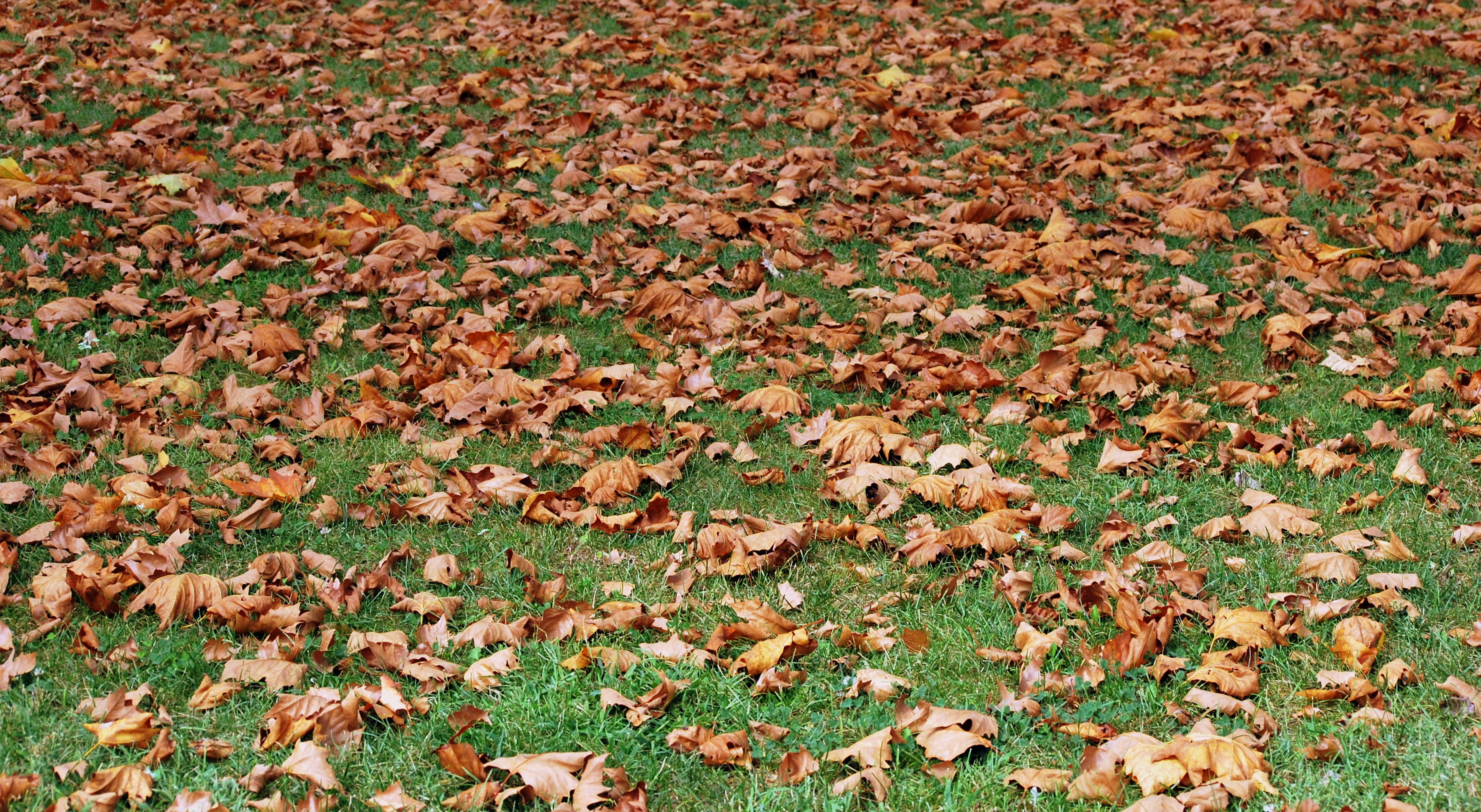 abundance, high angle view, change, leaves, day, garden, no people, backgrounds, grass, prato, beauty in nature, dry, dried leaves, outdoors, field, large group of objects, HD Wallpaper
