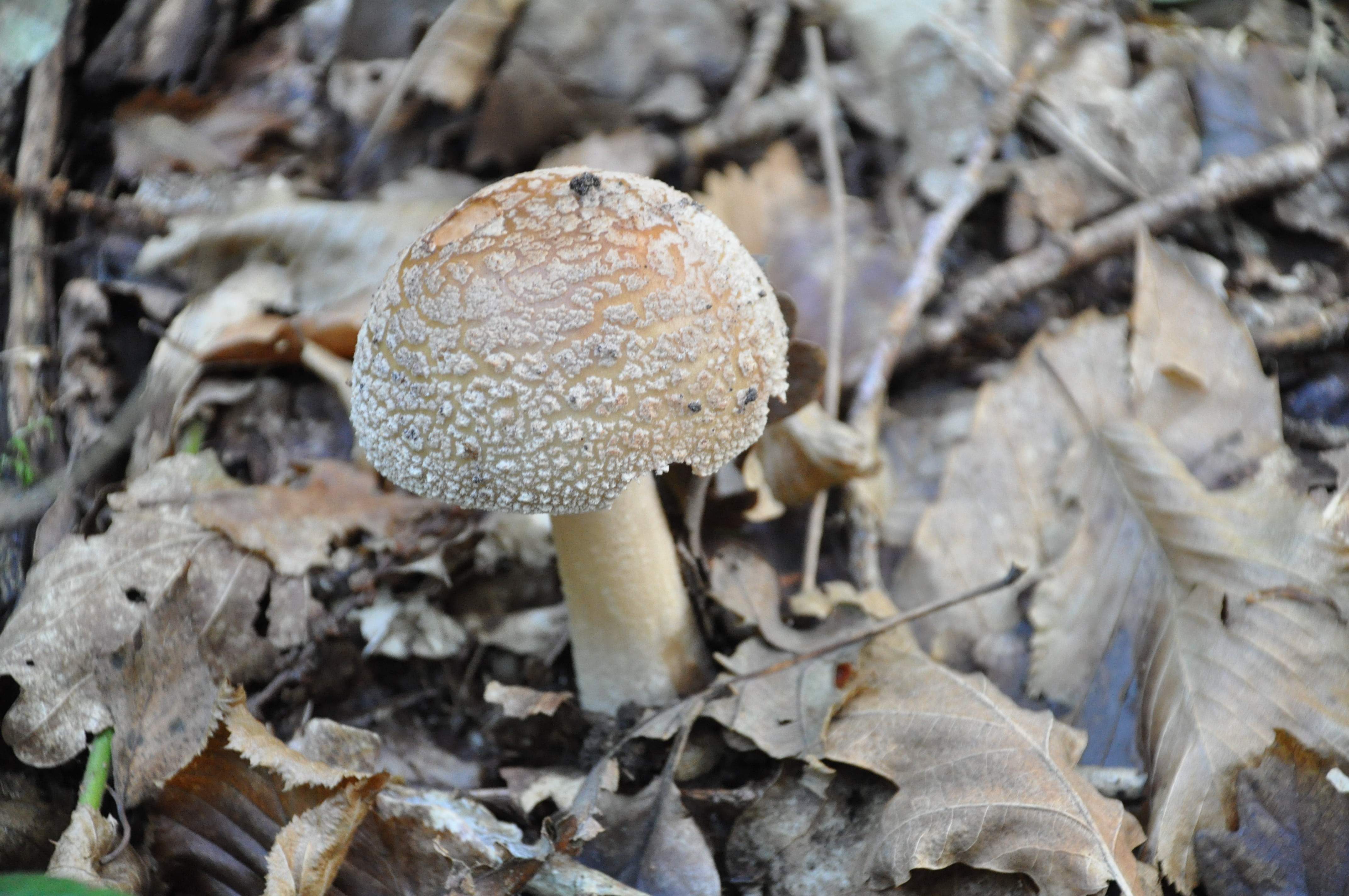 amanita, vulnerability, leaf, mushroom, trees, toadstool, boletus, growth, poisonous, plant, focus on foreground, 4K, fall, wood, under wood, close-up, HD Wallpaper