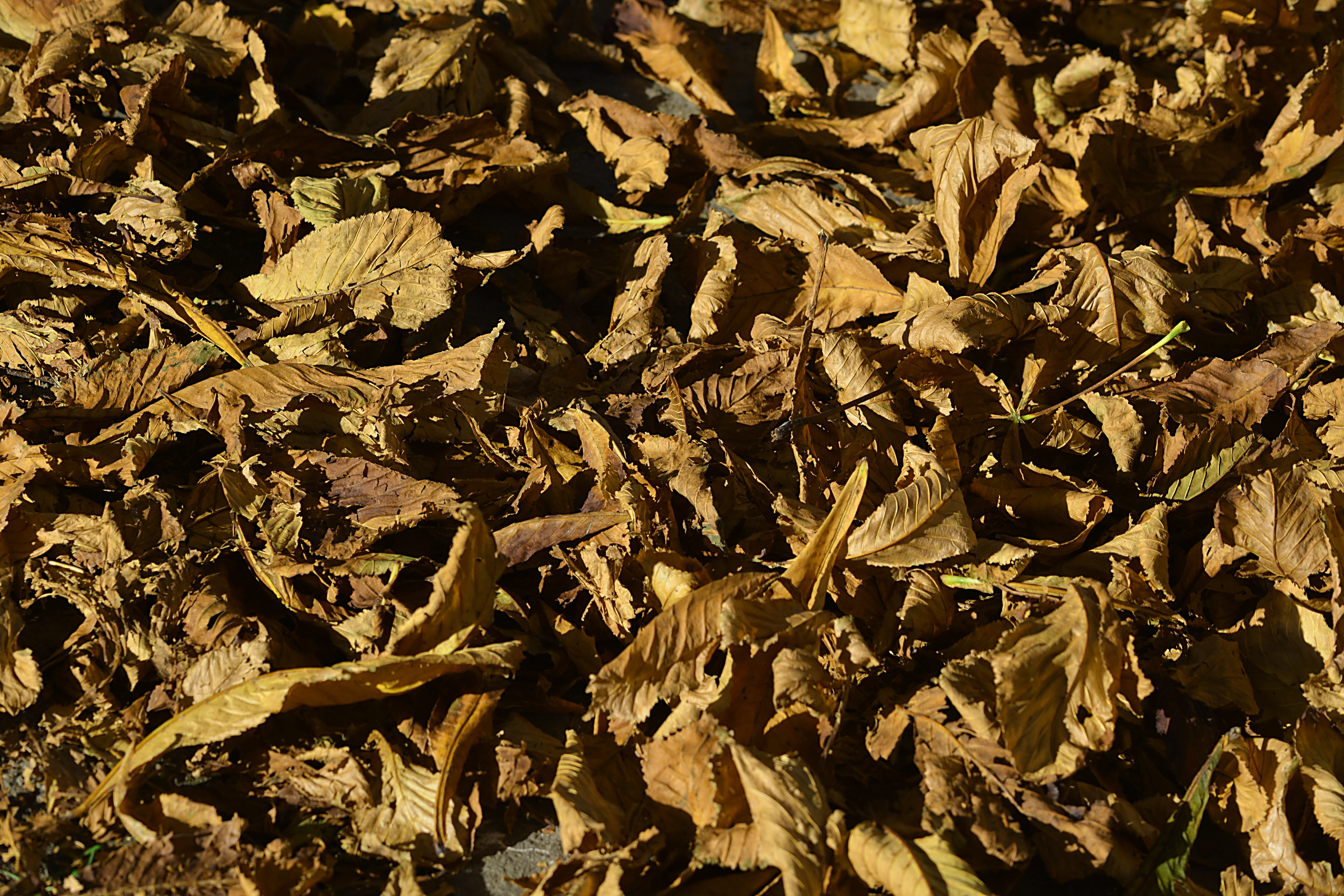 maple leaves, leaf, dry, tranquility, nature, backgrounds, tree, maple, sunlight, carpet of leaves, fall, pattern, high angle view, beauty in nature, outdoors, HD Wallpaper