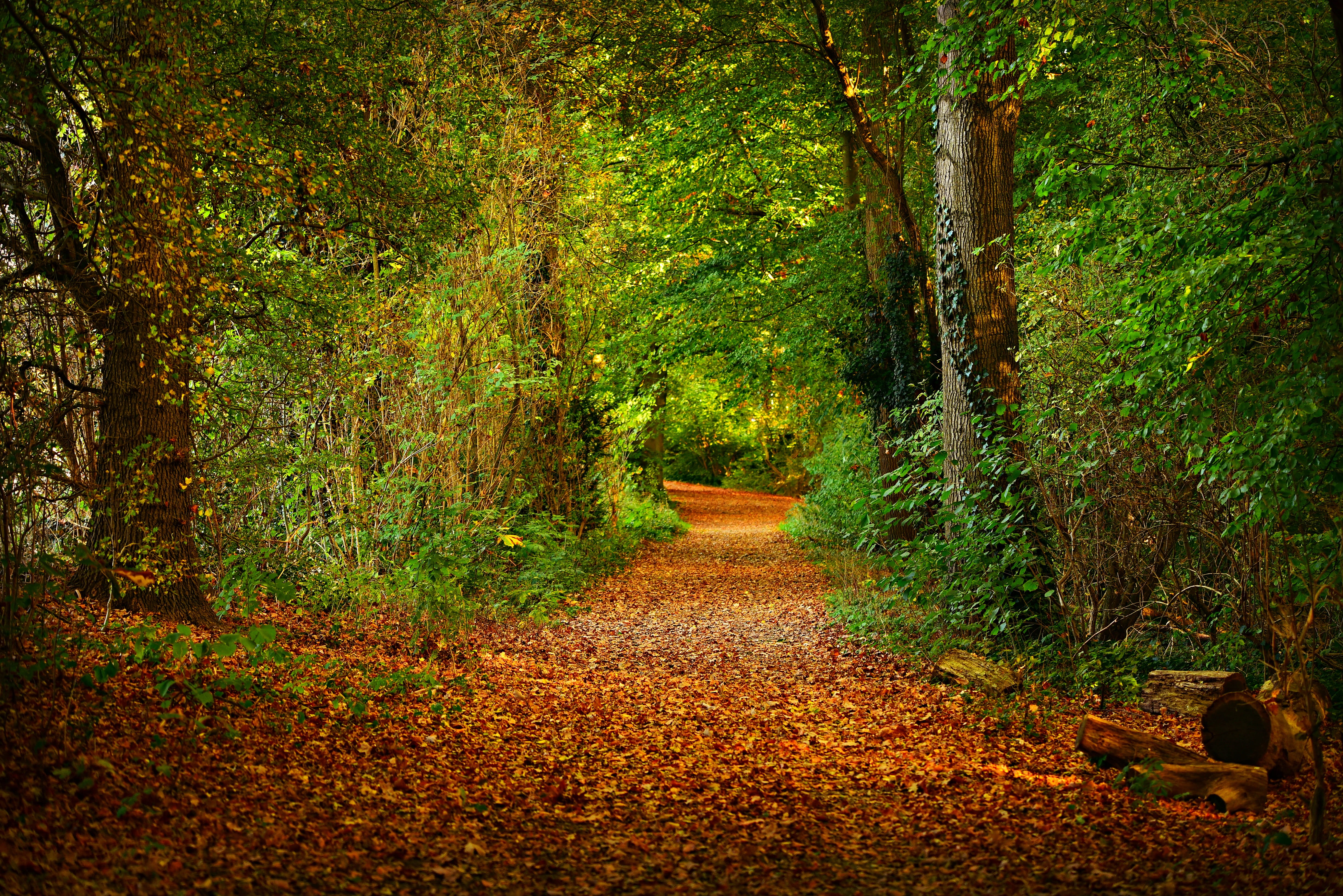 plant, 4K, autumn, forest, leaves, scenic, non-urban scene, change, land, beauty in nature, tree, scenics - nature, carpet of leaves, outdoors, trail, HD Wallpaper