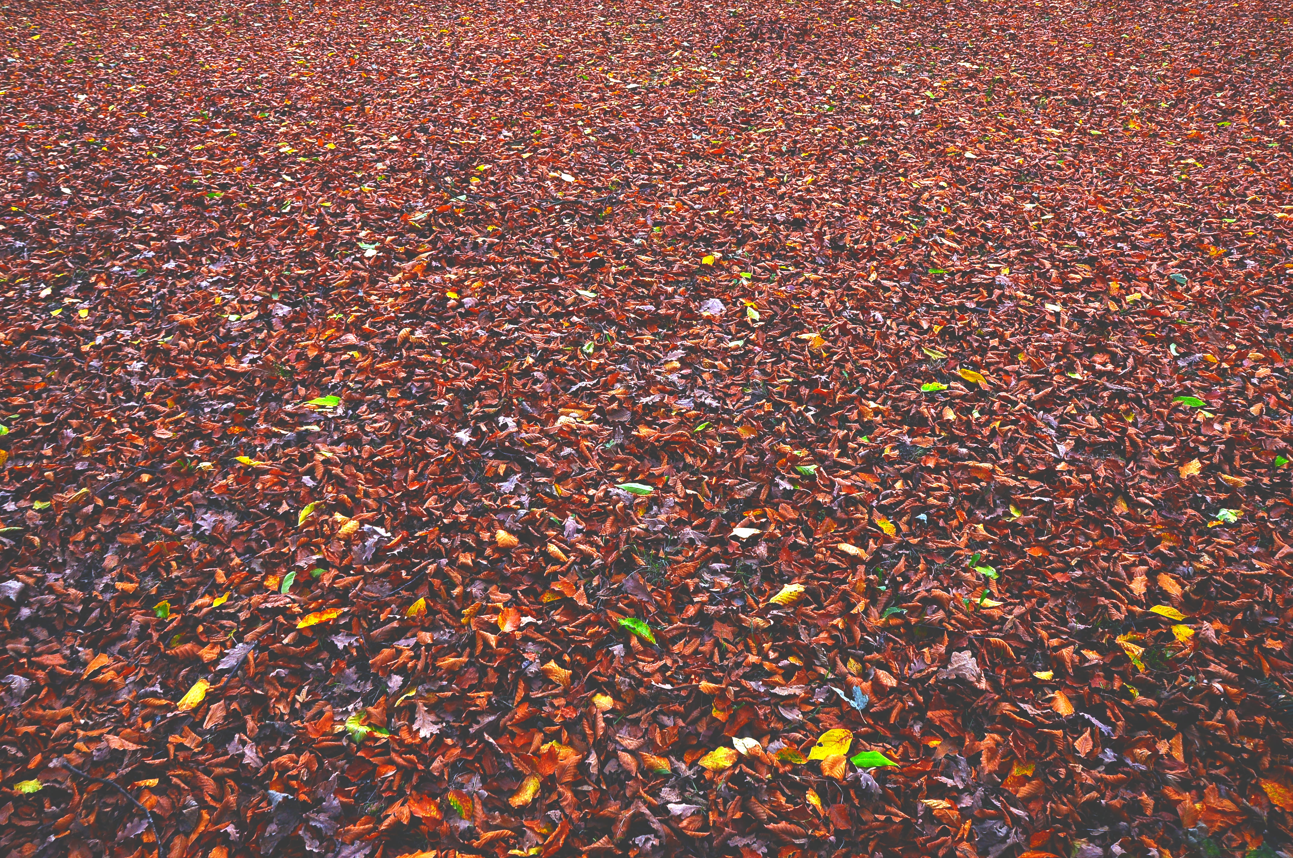autumn, natural condition, high angle view, tranquility, full frame, forest, floor, outdoors, leaf, change, plants, trees, 4K, fallen, beauty in nature, HD Wallpaper