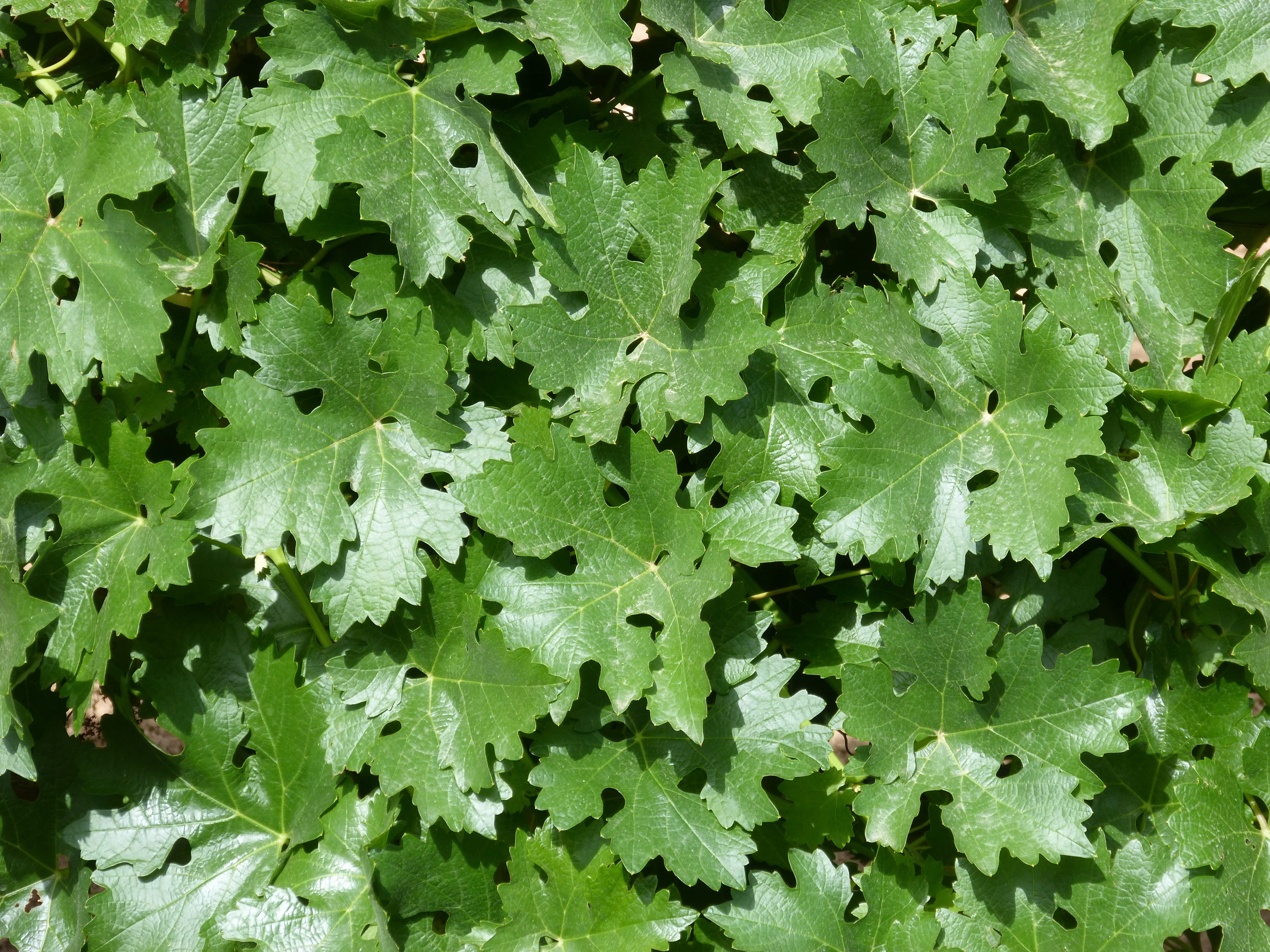outdoors, 4K, tranquility, plant part, wet, high angle view, full frame, plant, parra, close-up, carpet of leaves, water, backgrounds, background, day, HD Wallpaper