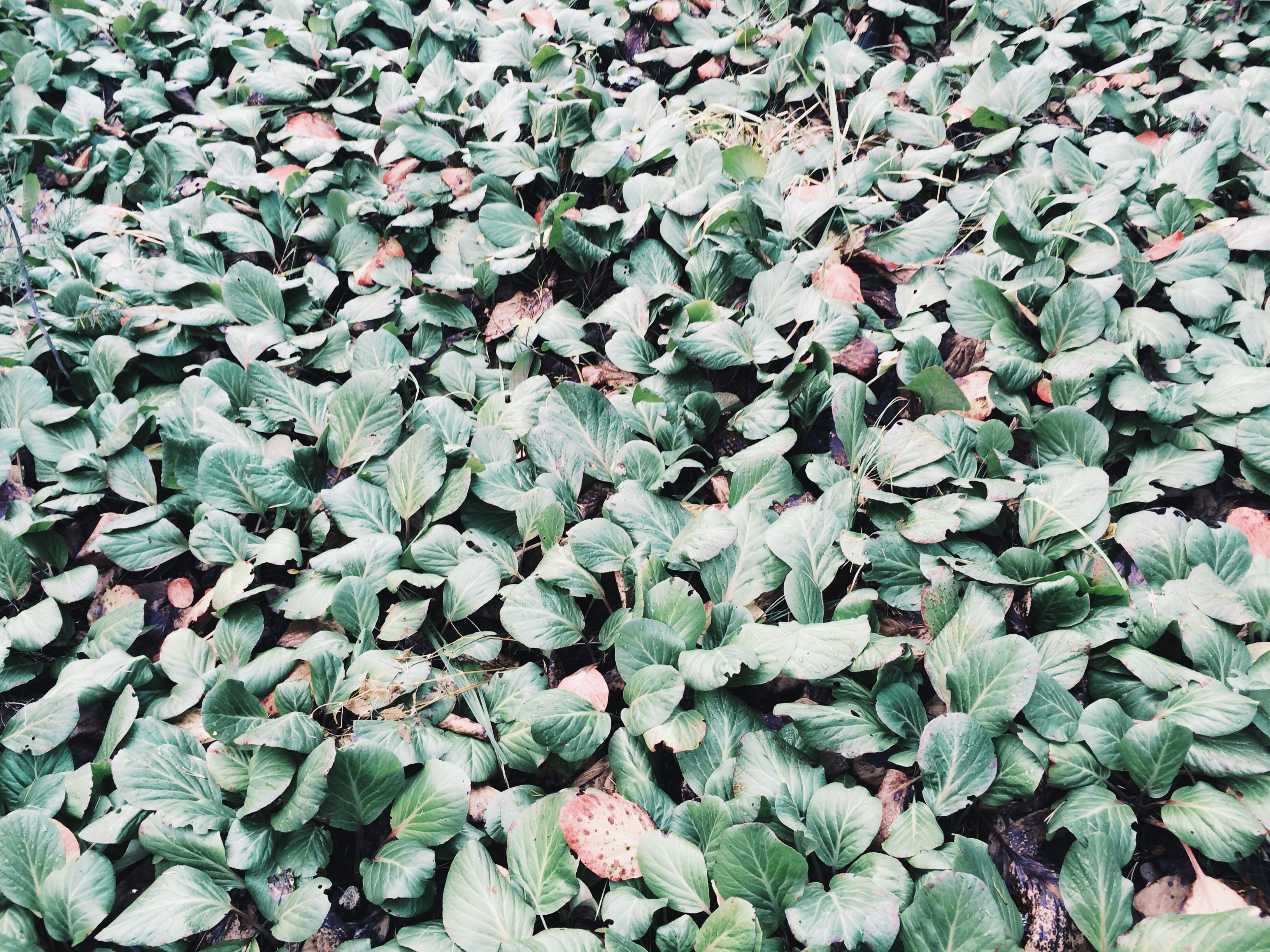 field, outdoors, day, 2K, vulnerability, green color, growth, russia, carpet, no people, beauty in nature, leaf, leaves, full frame, bolshiye koty, nature, HD Wallpaper