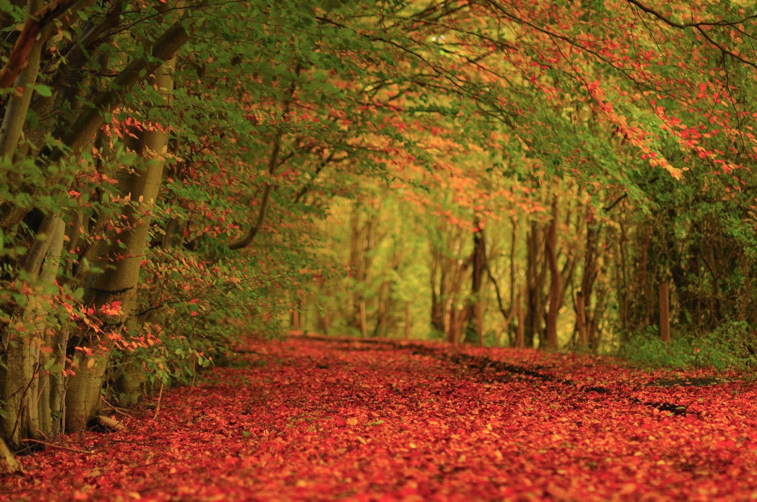 tree, change, tranquil scene, footpath, plant part, outdoors, orange color, beauty in nature, land, Autumn, no people, Carpet, Earth, autumn collection, HD Wallpaper
