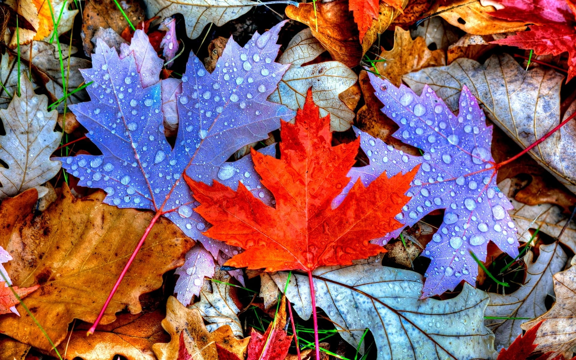 leaf, plant part, carpet, high angle view, natural pattern, 1080P, vulnerability, maple leaf, plant, beauty in nature, colored, day, outdoors, fall, orange color, HD Wallpaper