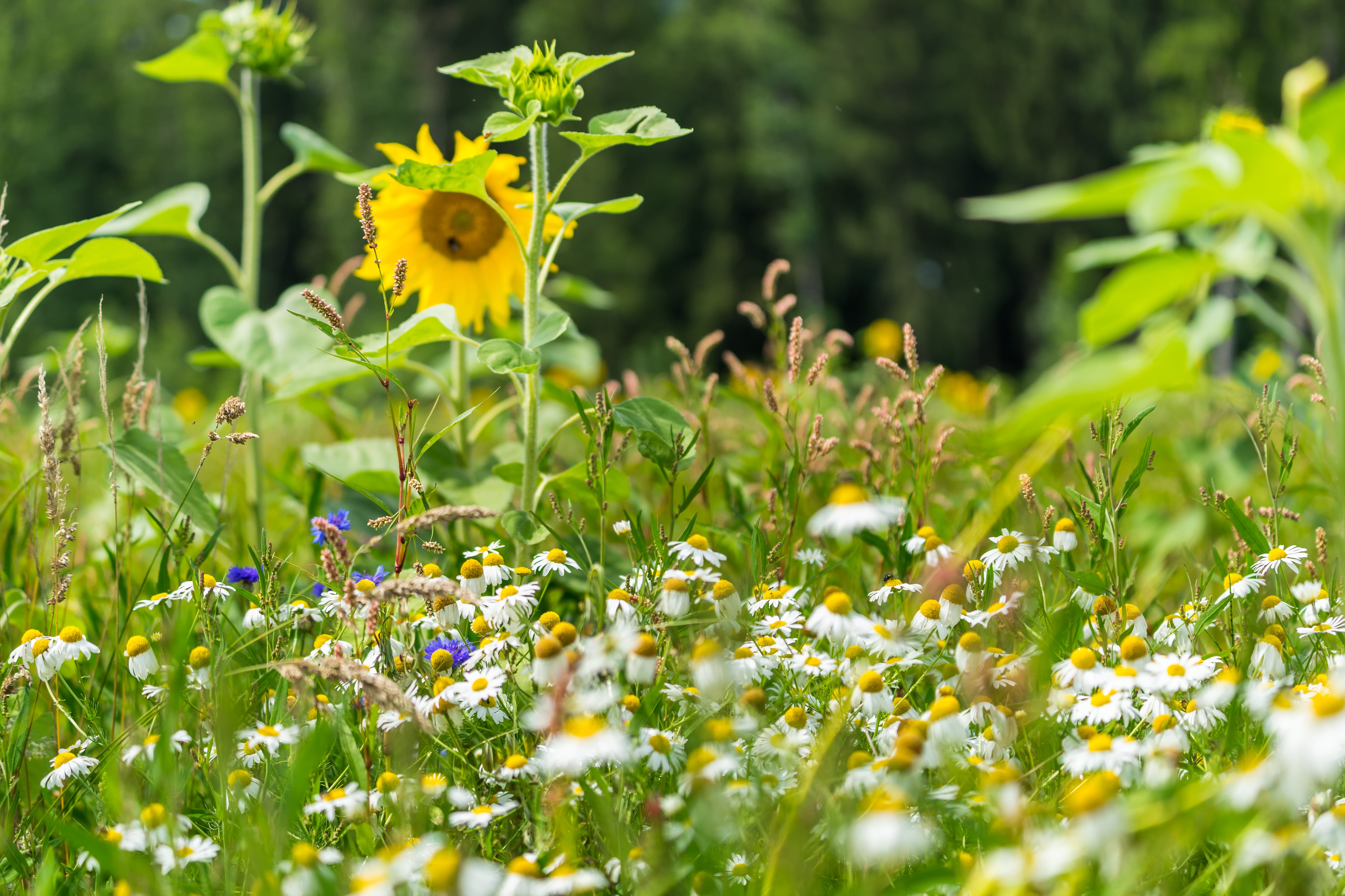 flowerbed, beautiful, land, blossom, summer flower, background, plant, seasons, bloom, blossomed, garden, field, carpet of flowers, flower head, outdoors, HD Wallpaper